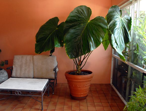 Anthurium Schottianum Large - Rarely Offered P81