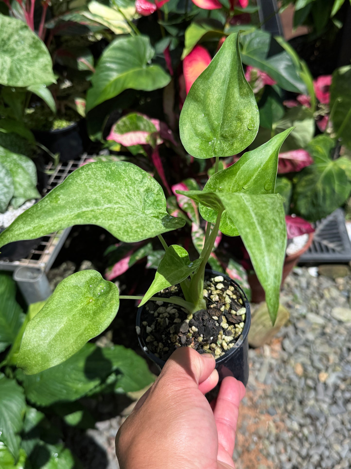Alocasia Cucullata Mint Variegated (New Release) W15