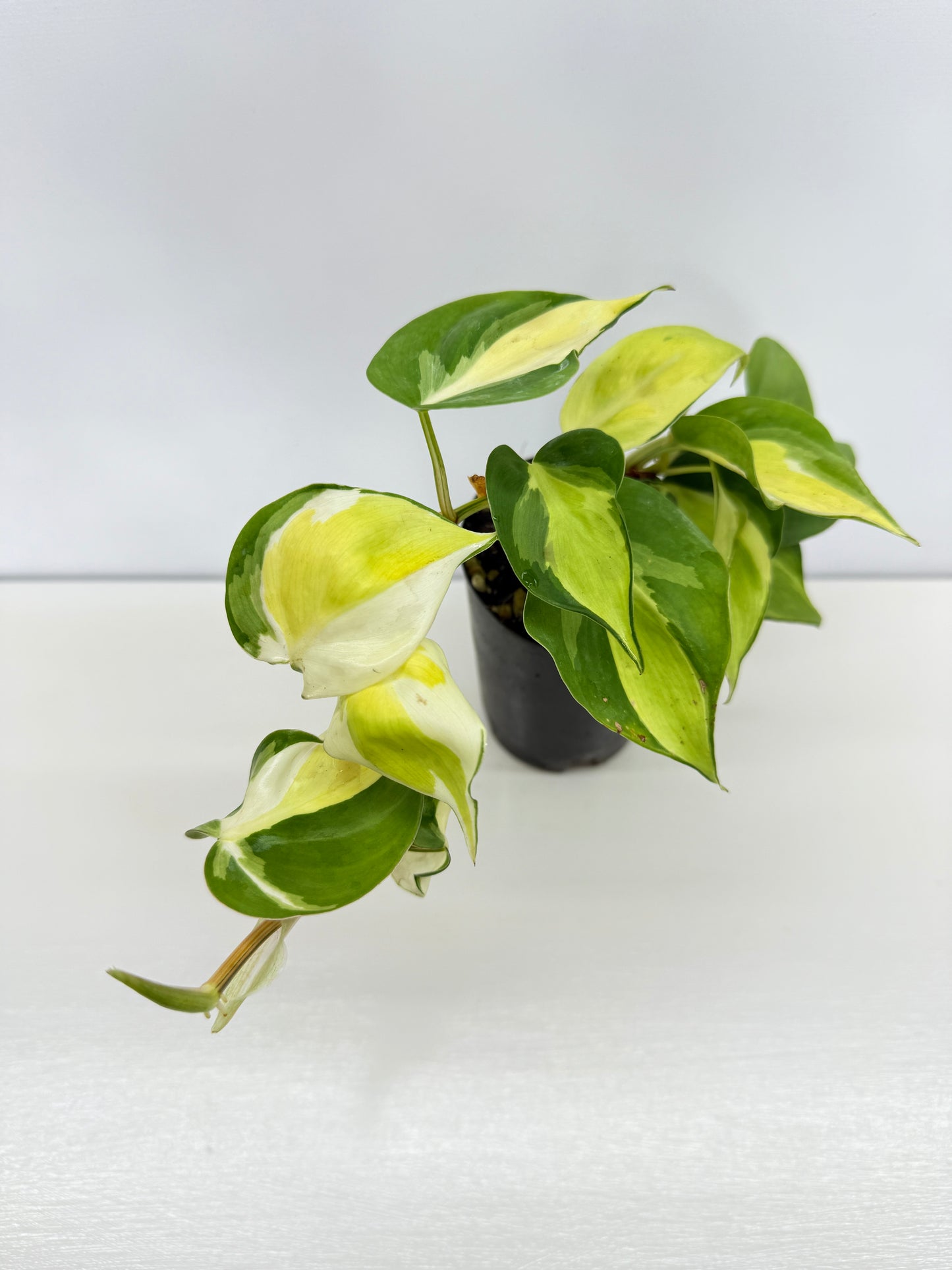 Philodendron Cream Splash - Best Pick of the Crop!