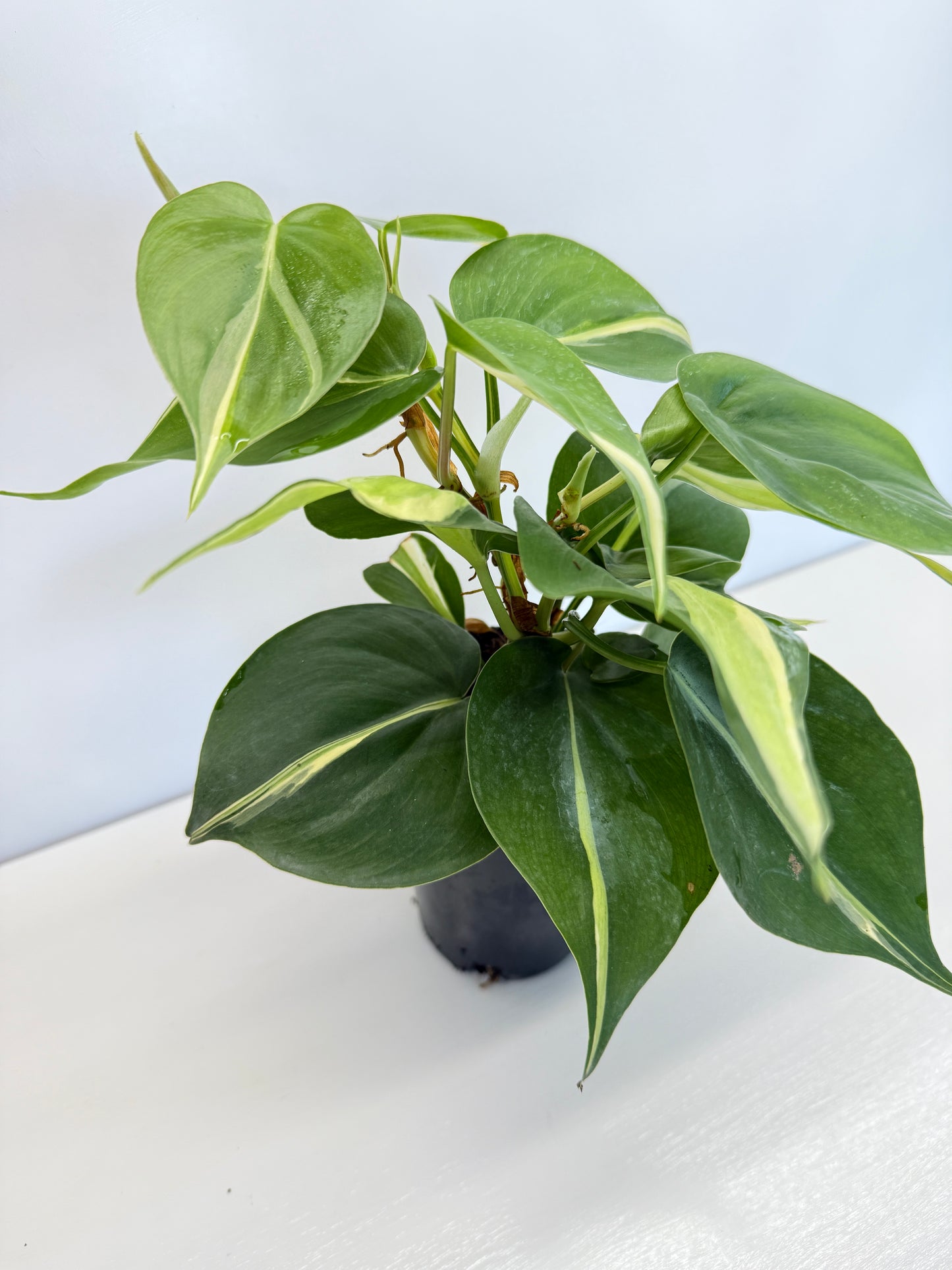Philodendron hederaceum Silver Stripe - Best Pick of the Crop!