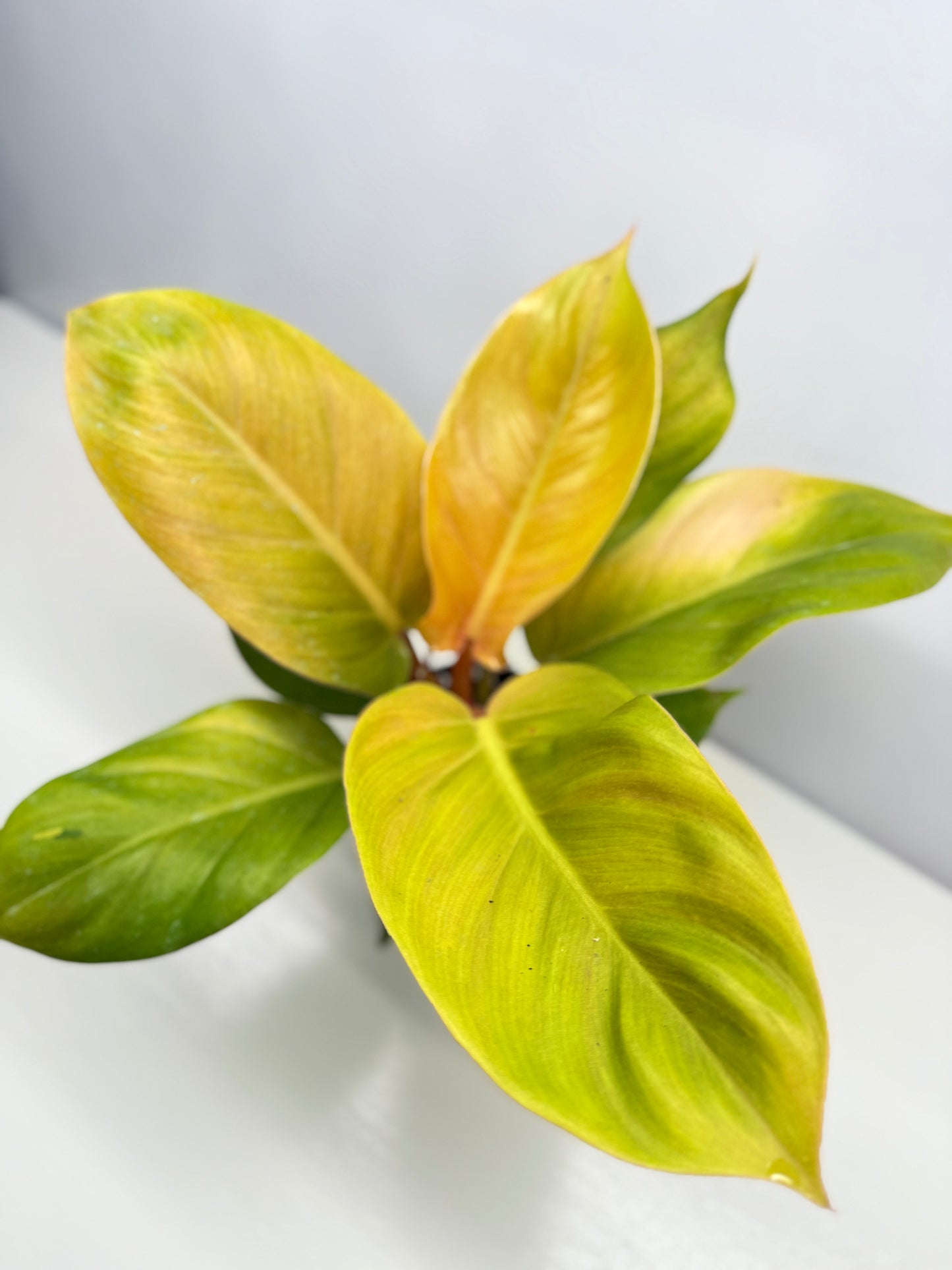Philodendron Imperial Gold - Best Pick of the Crop!