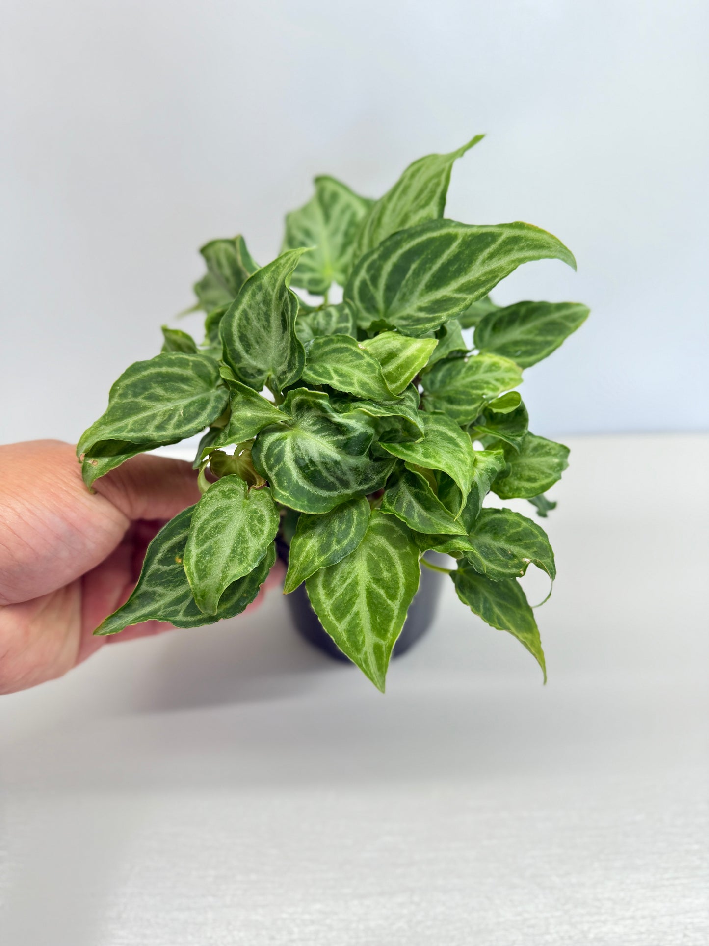 Anthurium crystallinium Dorayaki Hybrid Mini - Best Pick of the Crop!