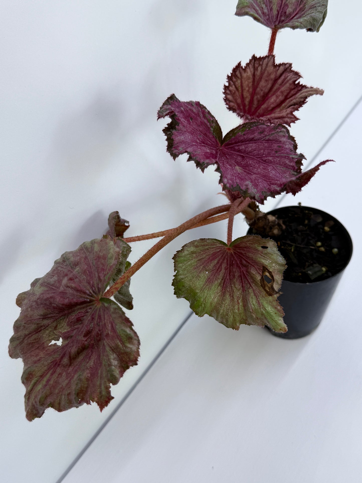 Begonia NOID P43