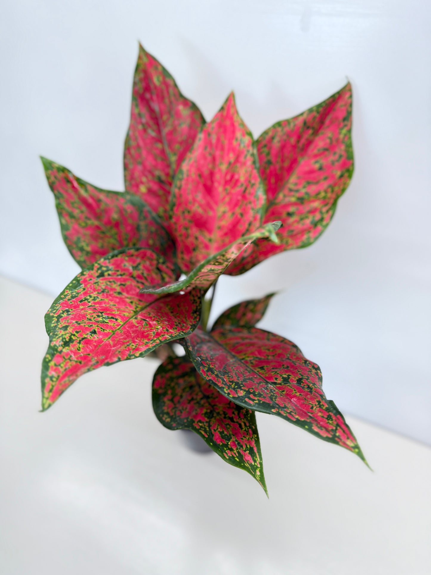 Aglaonema Anyamanee - Best Pick of the Crop!