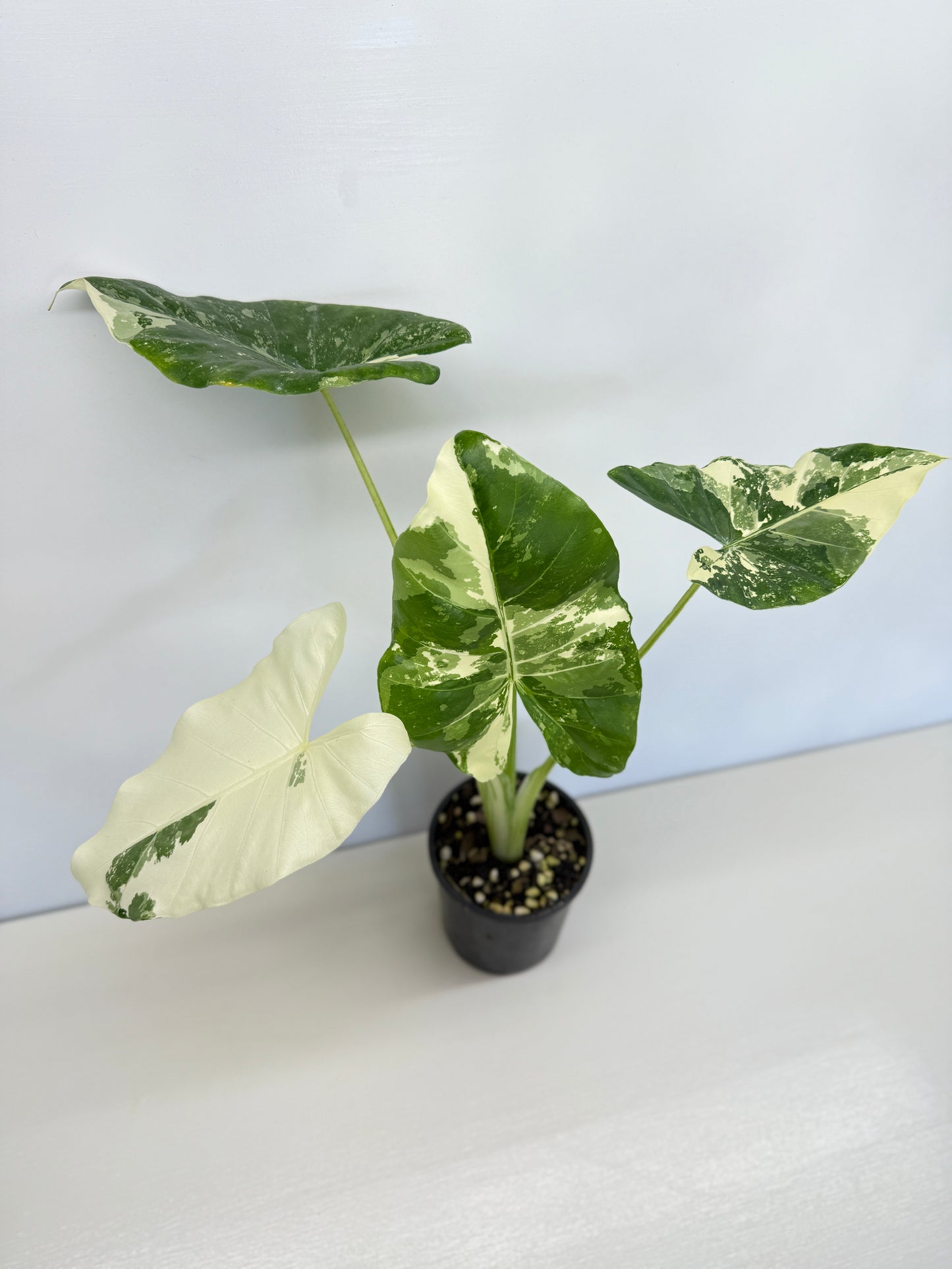 Alocasia Macrorrhiza Variegata - Best Pick of the Crop!