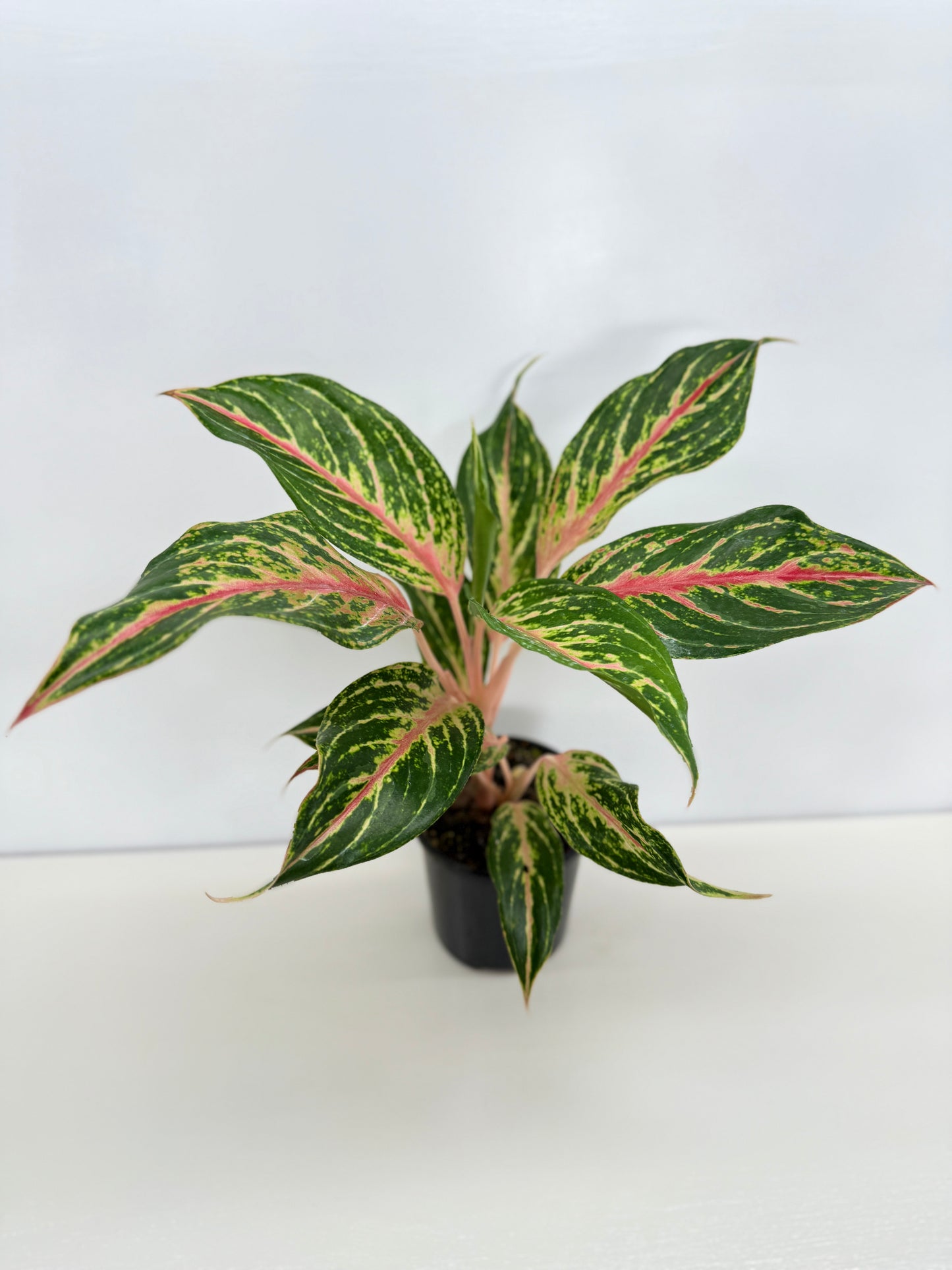 Aglaonema Night Sparkle - Best Pick of the Crop!