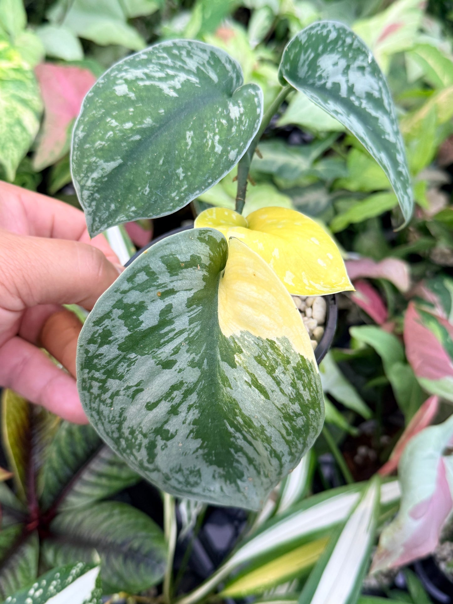 Scindapsus Pictus 'Mayari Aurea' K46
