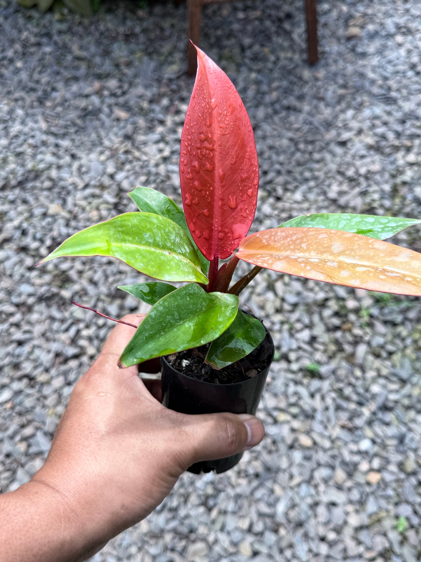 Philodendron Red Sun (75mm Pot)