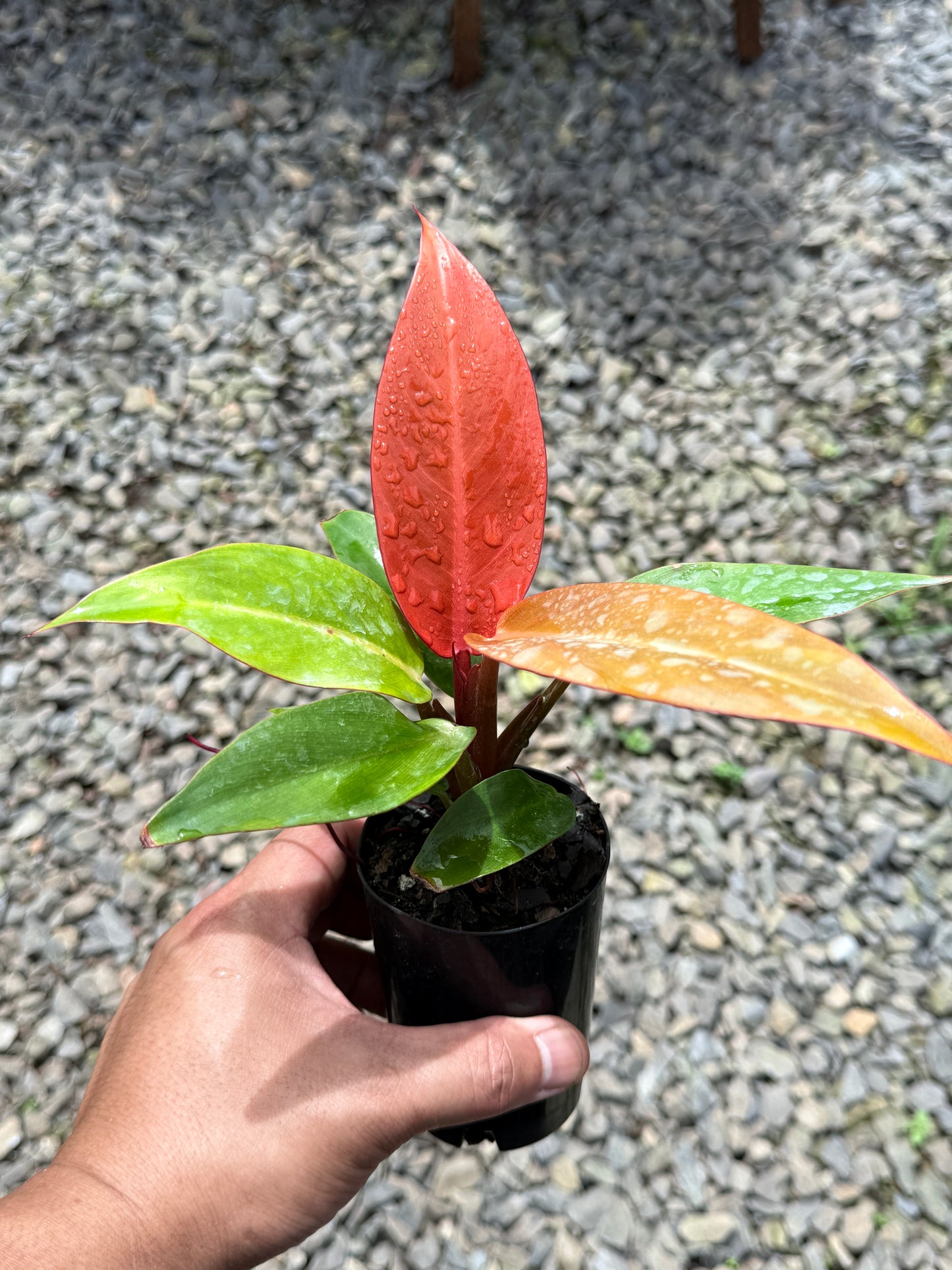 Philodendron Red Sun (75mm Pot)
