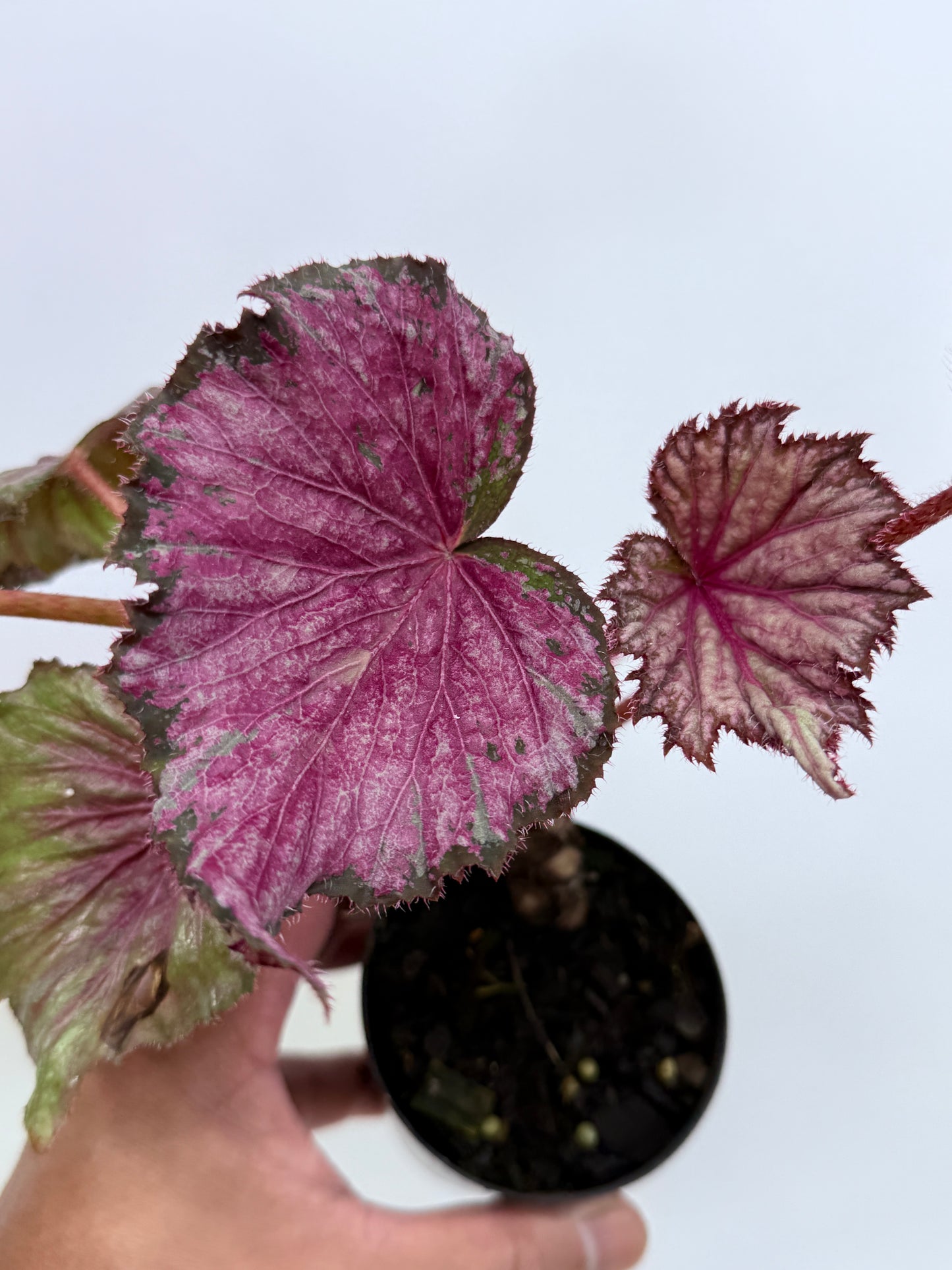 Begonia NOID P43