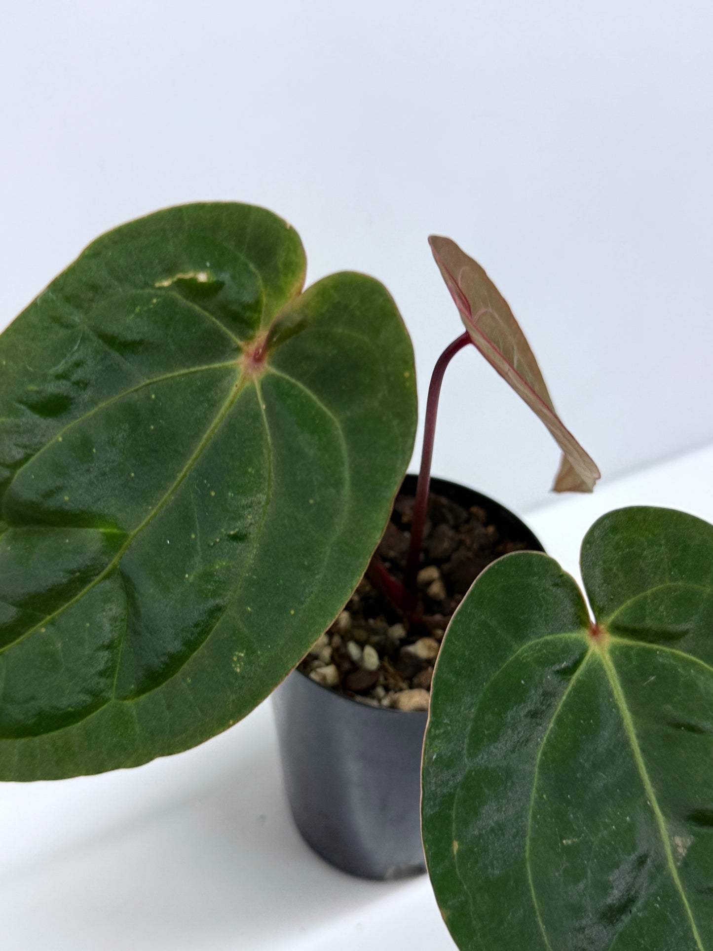 Anthurium hoffmannii Red Sinus aka Blood Moon P75