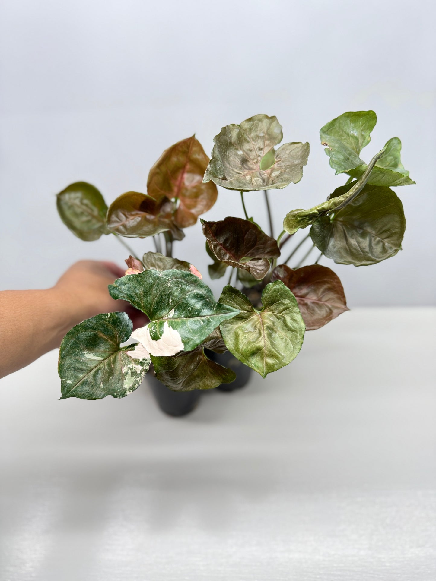Syngonium Strawberry - Best Pick of the Crop!