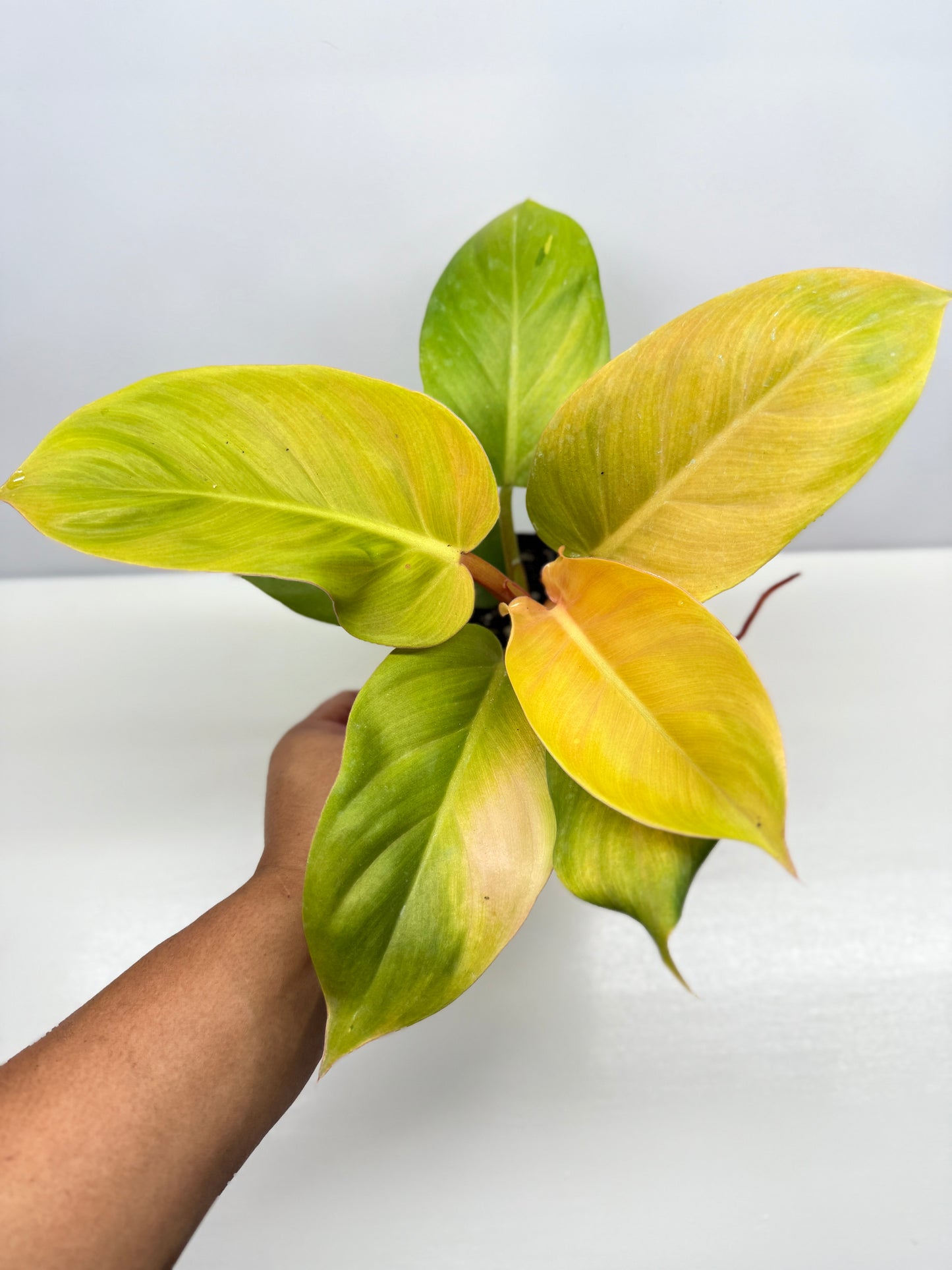 Philodendron Imperial Gold - Best Pick of the Crop!