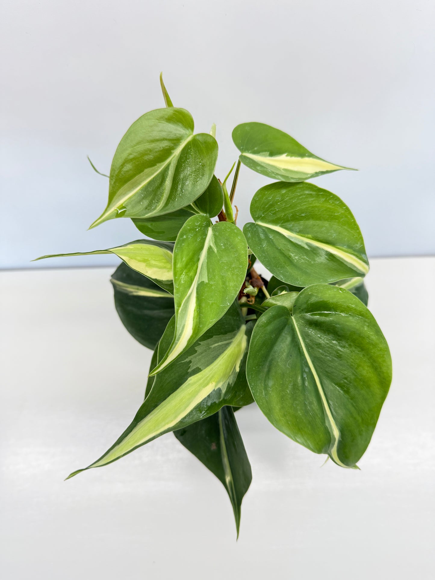 Philodendron hederaceum Silver Stripe - Best Pick of the Crop!