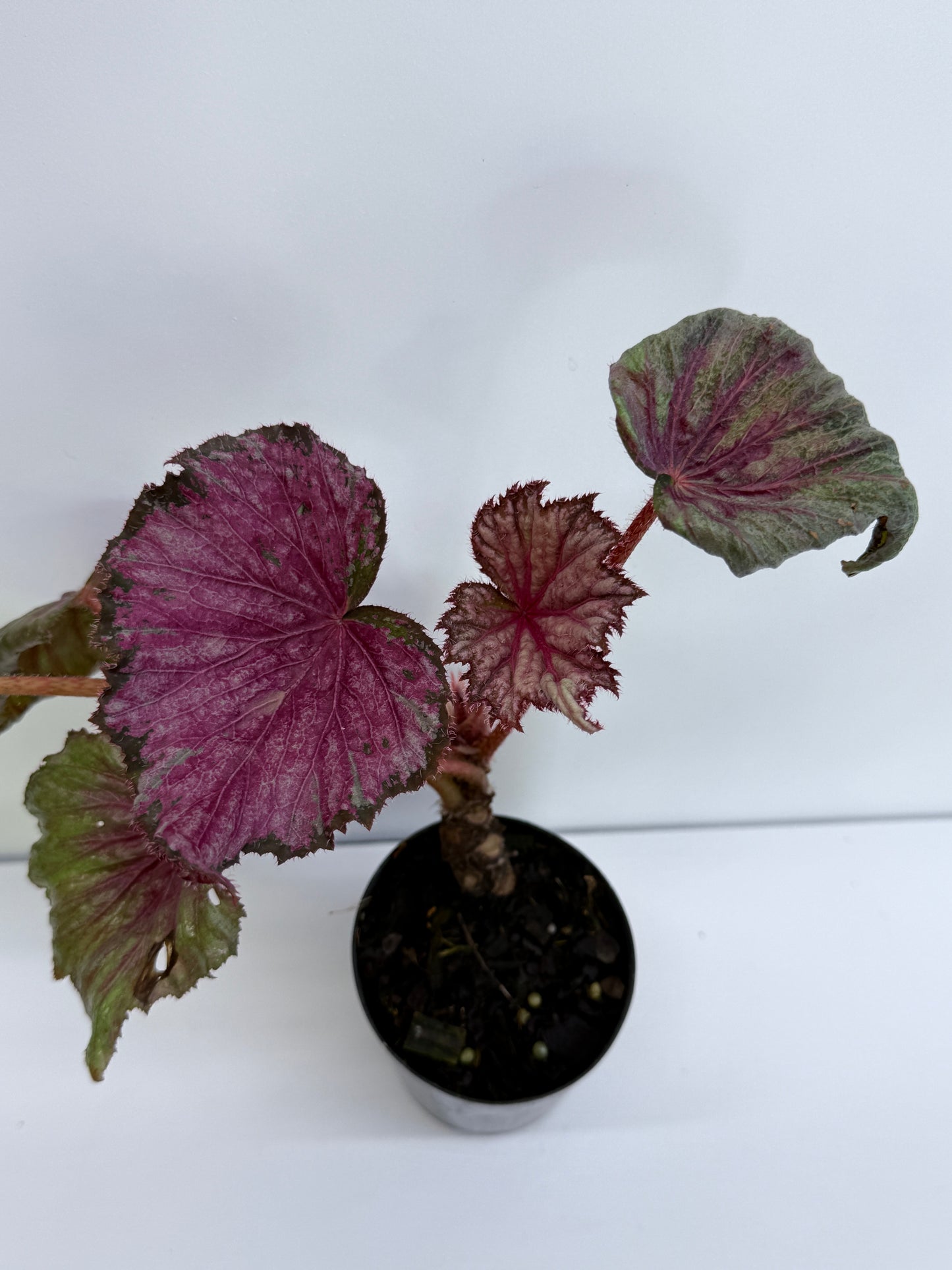 Begonia NOID P43