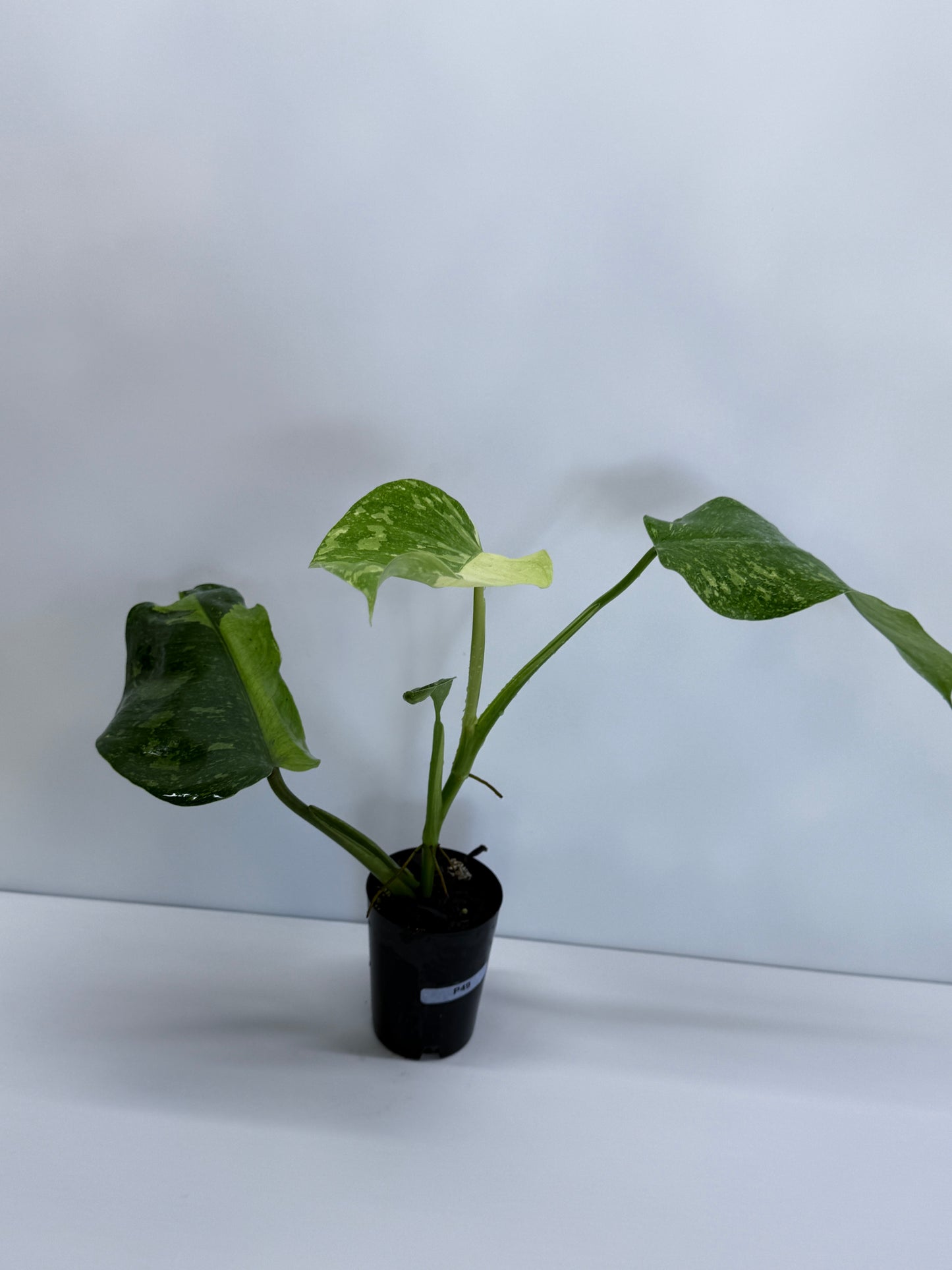 Philodendron Jose Buono NONTC P49