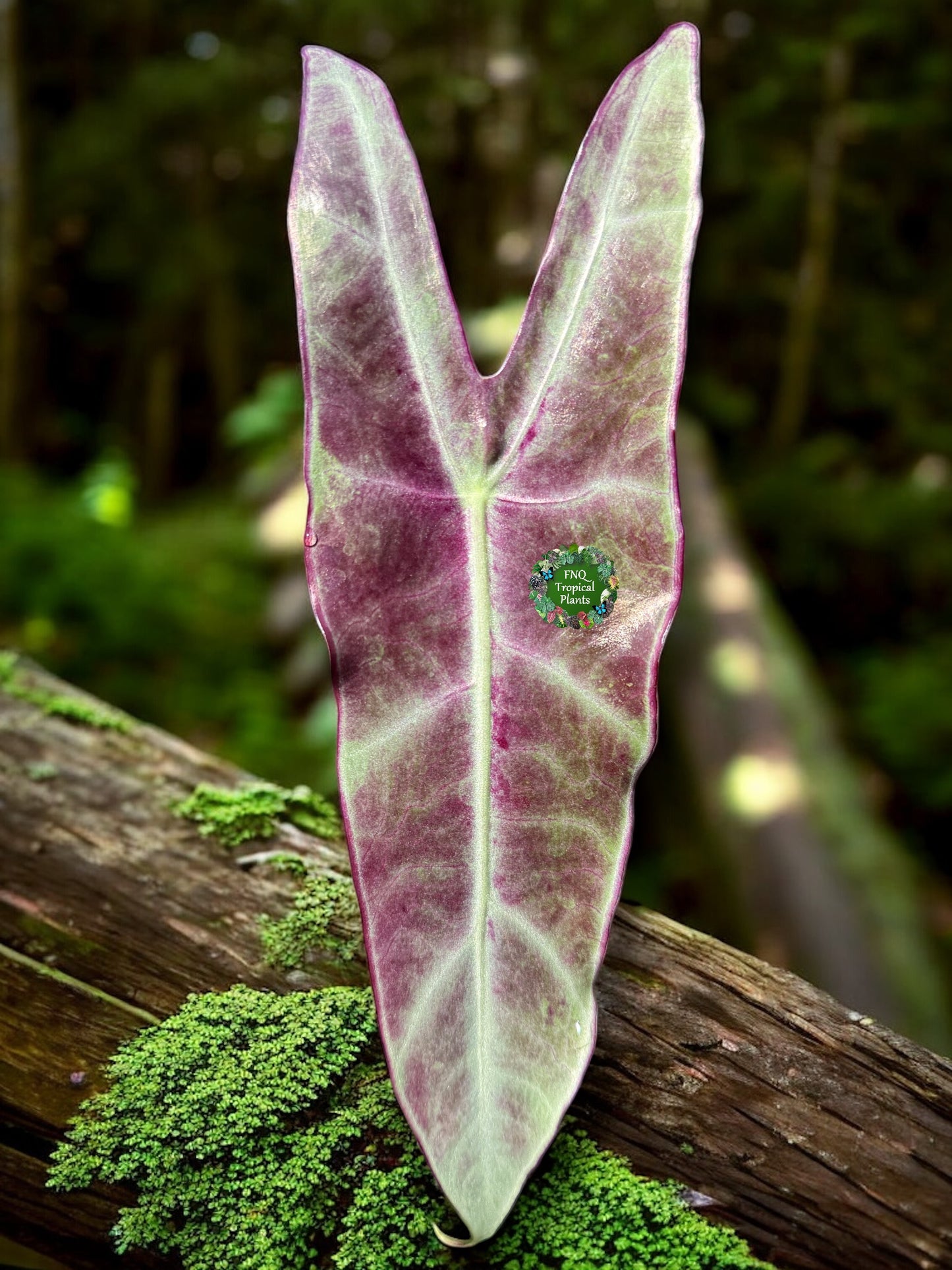 Alocasia Longiloba Y45