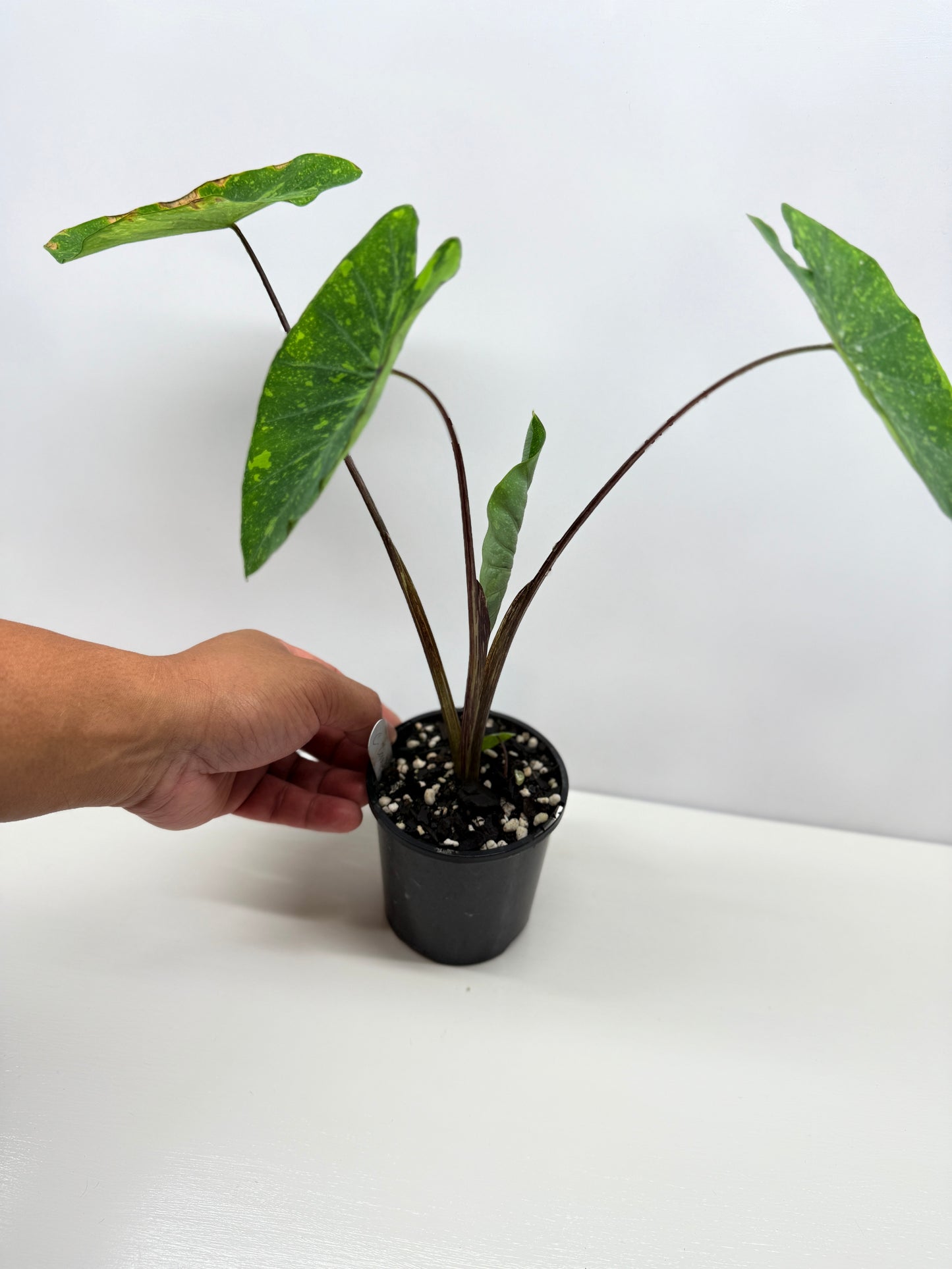 Colocasia Lemon Lime Gecko - Best Pick of the Crop!