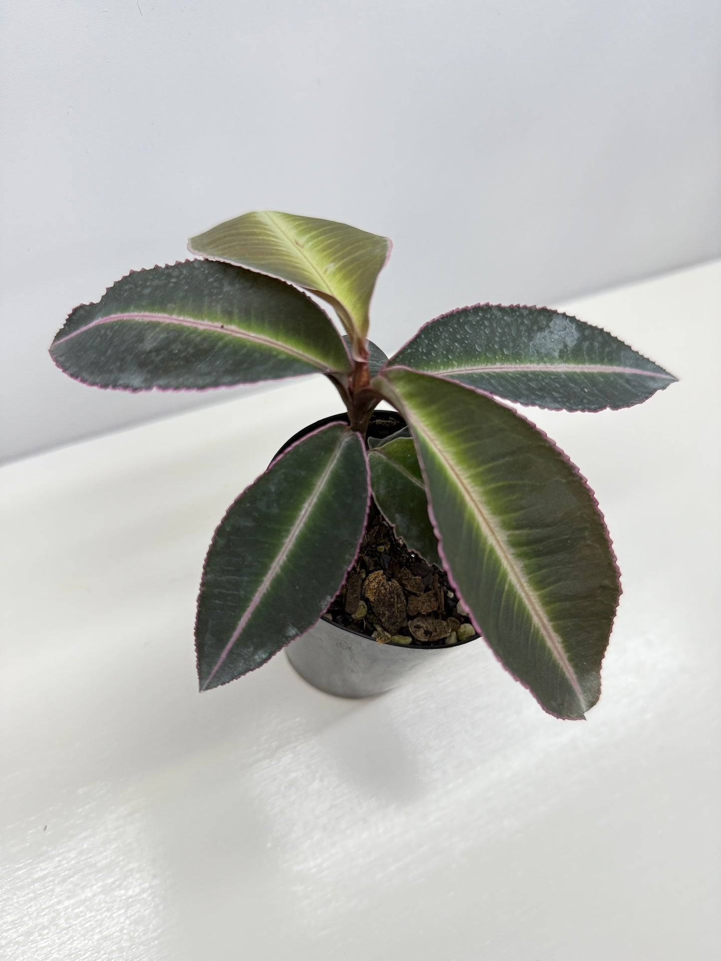 Labisia Pumila Pink Sumatra - Best Pick of the Crop!