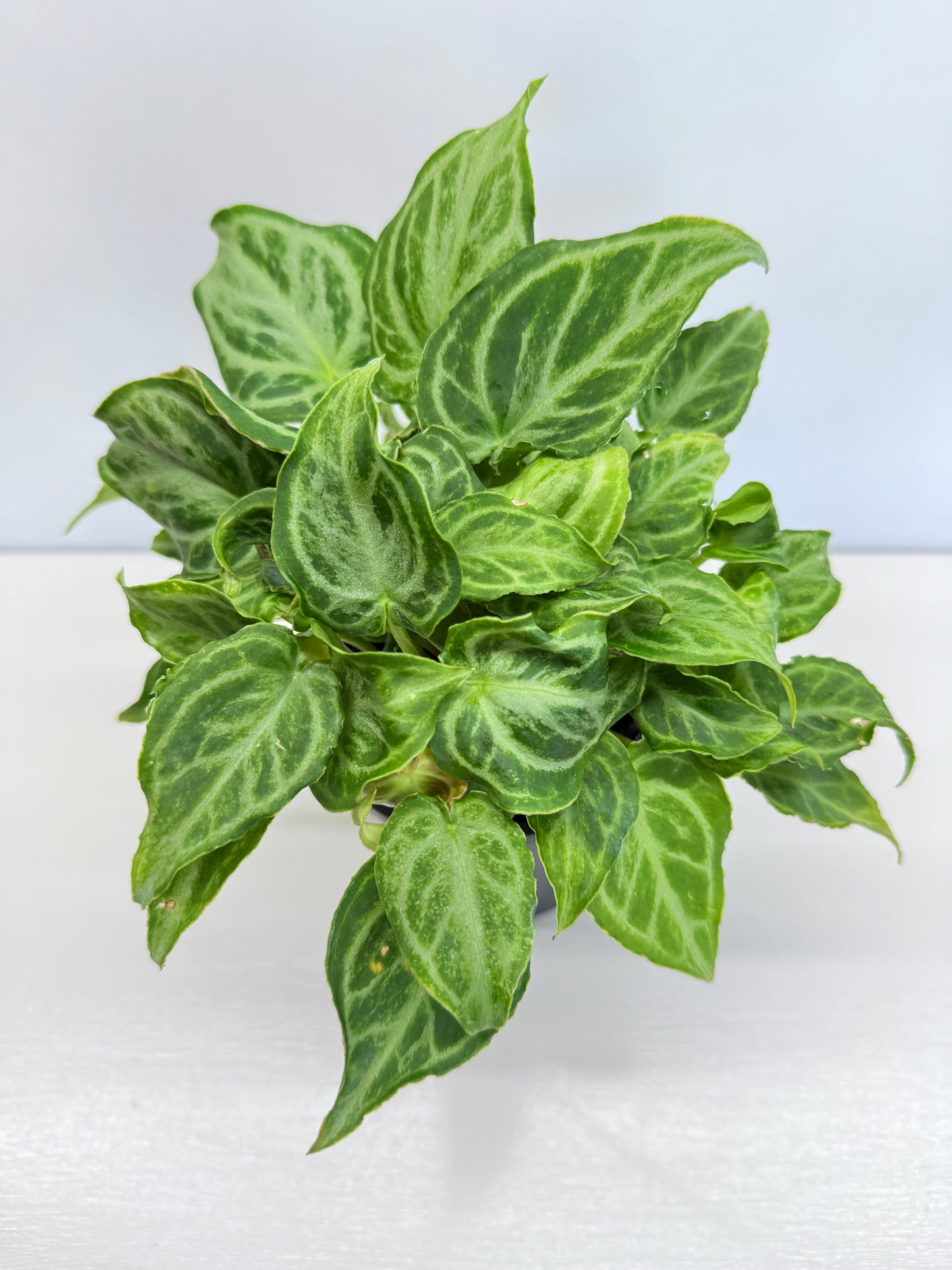 Anthurium crystallinium Dorayaki Hybrid Mini - Best Pick of the Crop!
