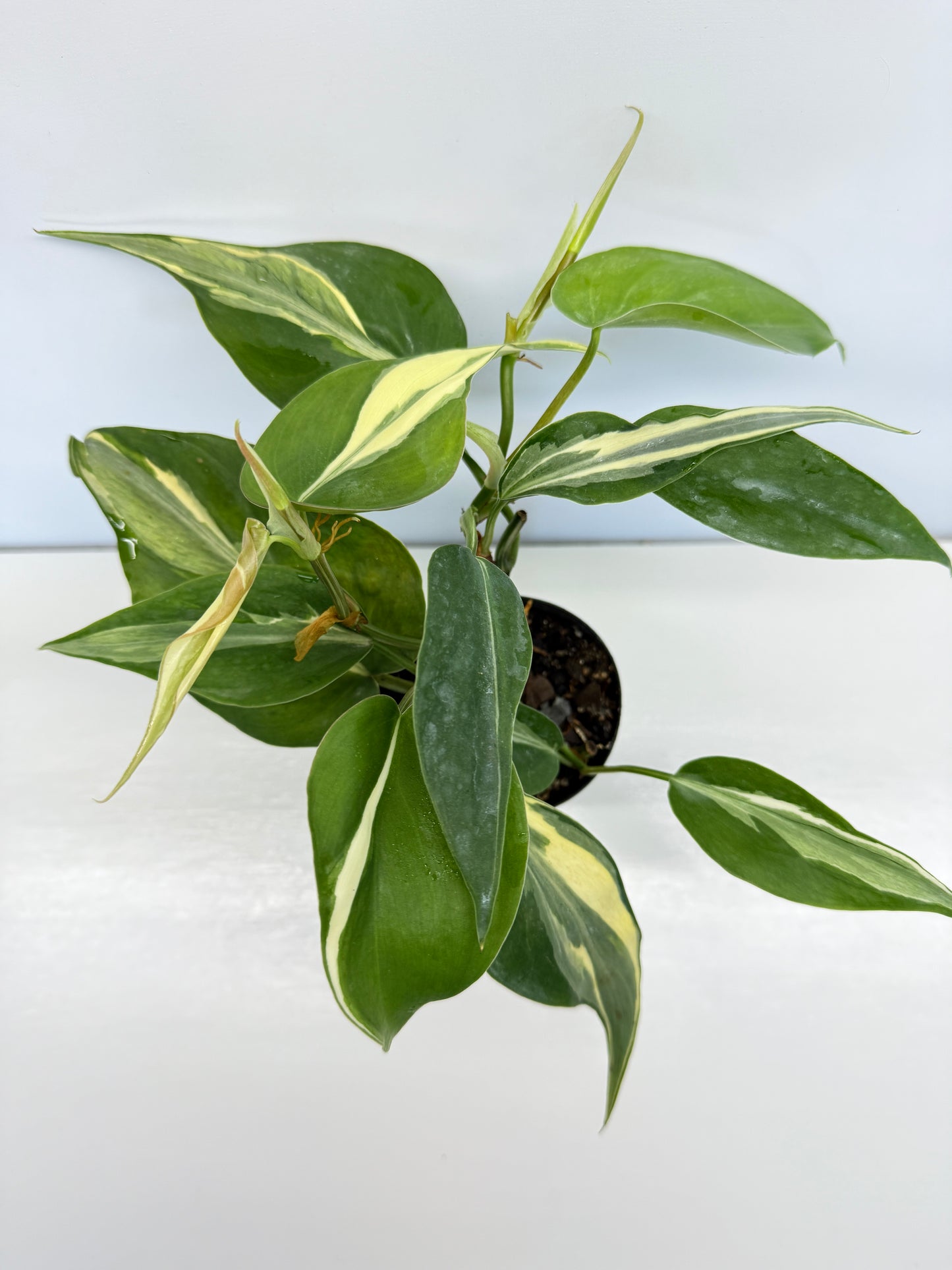 Philodendron hederaceum Rio - Best Pick of the Crop!