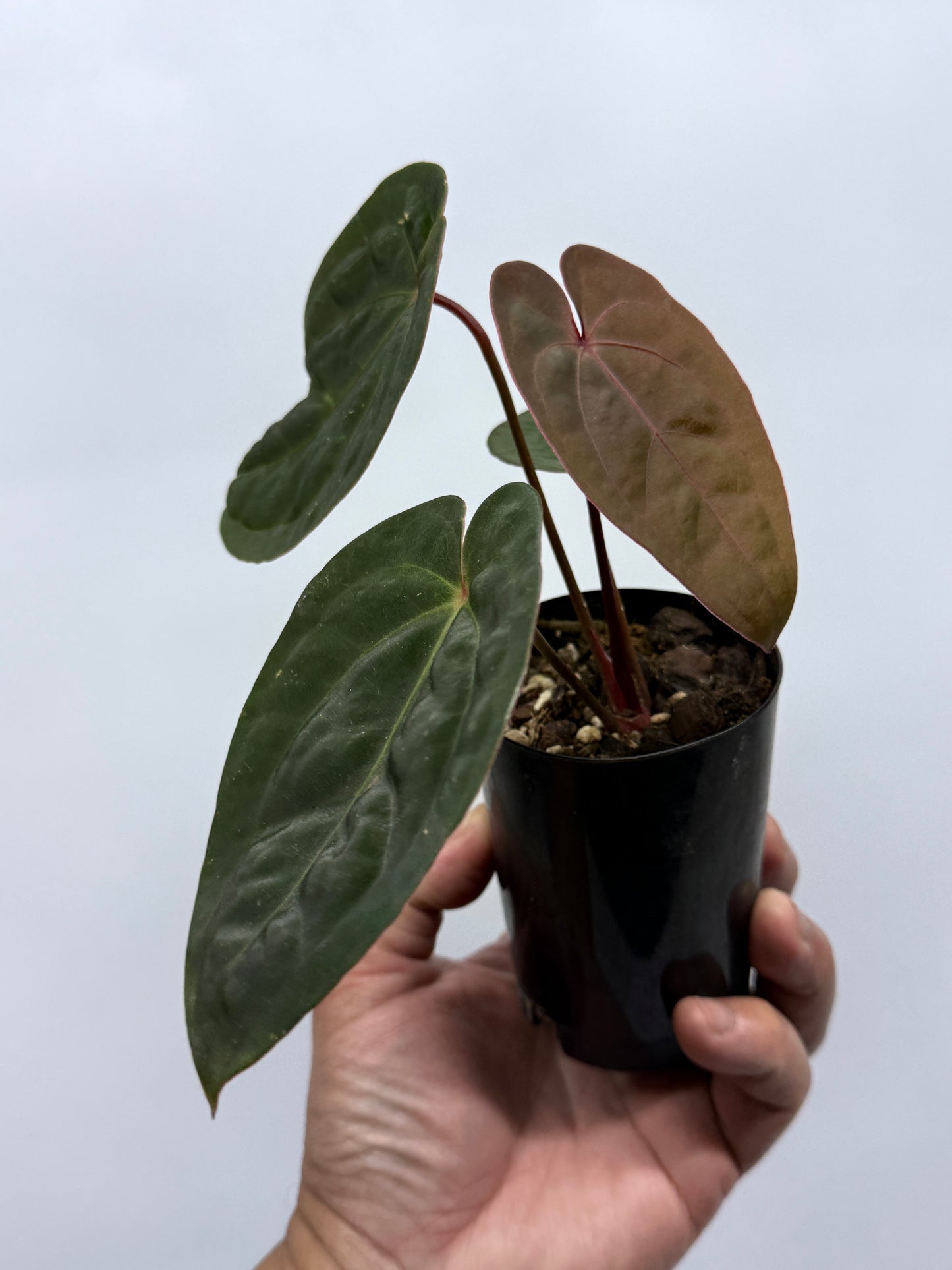 Anthurium hoffmannii Red Sinus aka Blood Moon P75