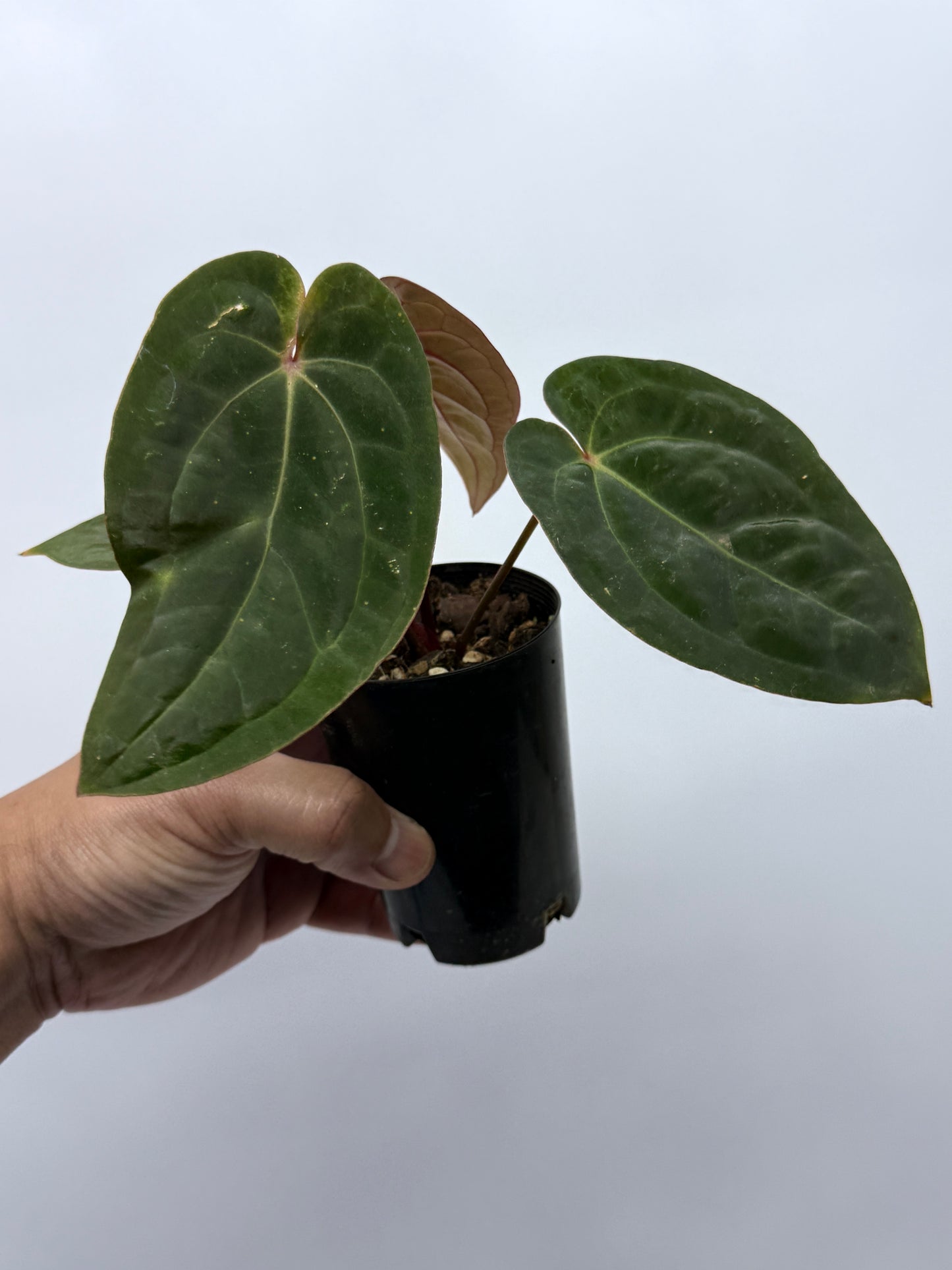 Anthurium hoffmannii Red Sinus aka Blood Moon P75