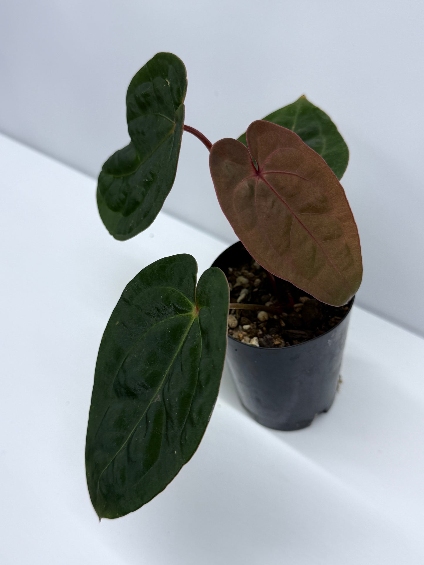 Anthurium hoffmannii Red Sinus aka Blood Moon P75