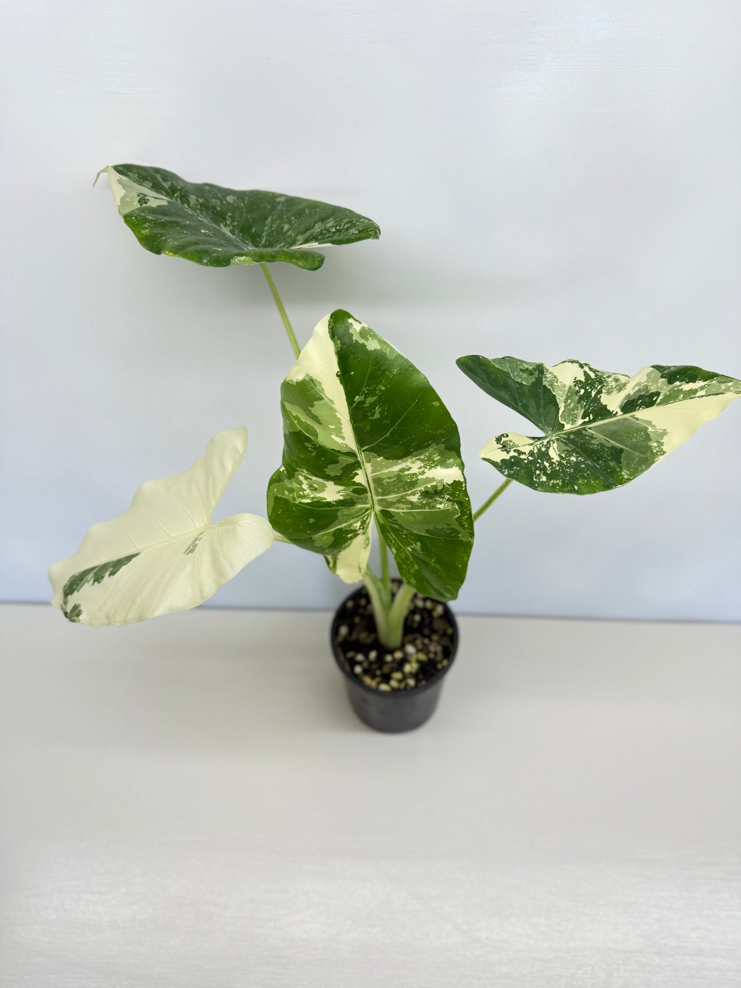 Alocasia Macrorrhiza Variegata - Best Pick of the Crop!