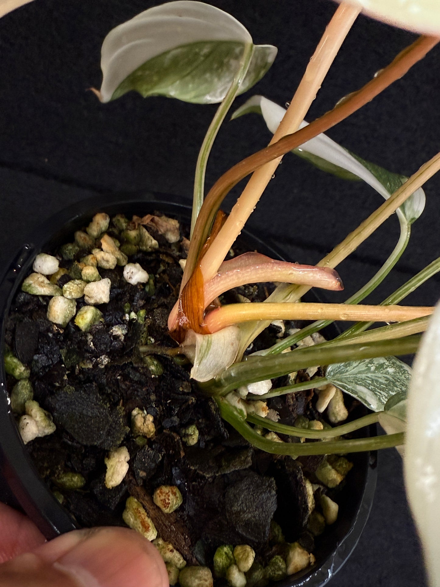 Philodendron Gloriosum Variegata C48