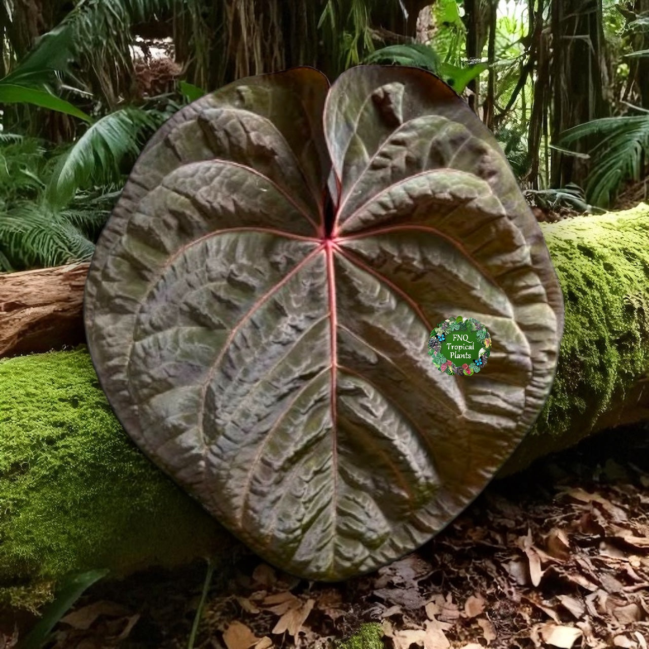 Anthurium hoffmannii Red Sinus aka Blood Moon - Rarely Offered B54
