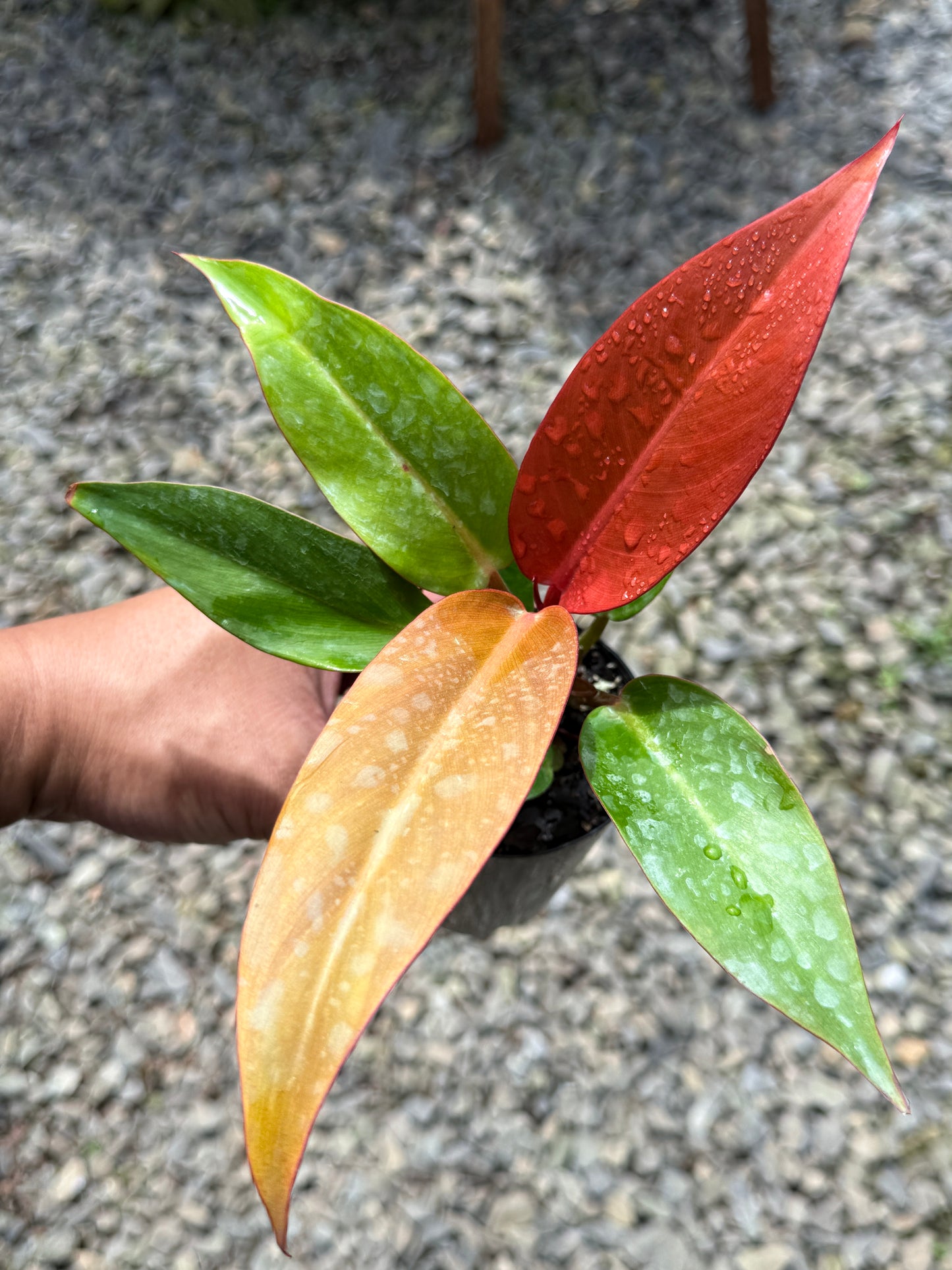 Philodendron Red Sun (75mm Pot)