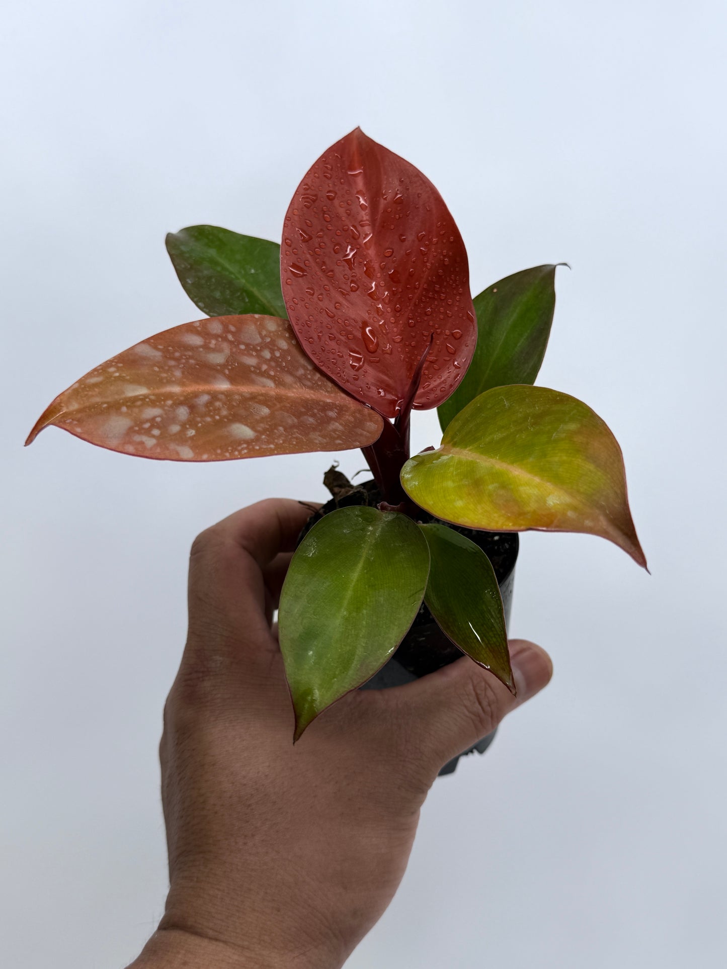 Philodendron Cherry Red (75mm Pot)