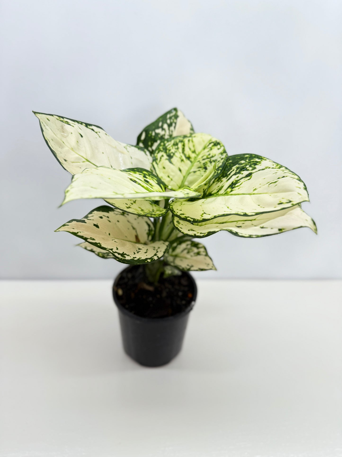 Aglaonema Super White - Best Pick of the Crop!