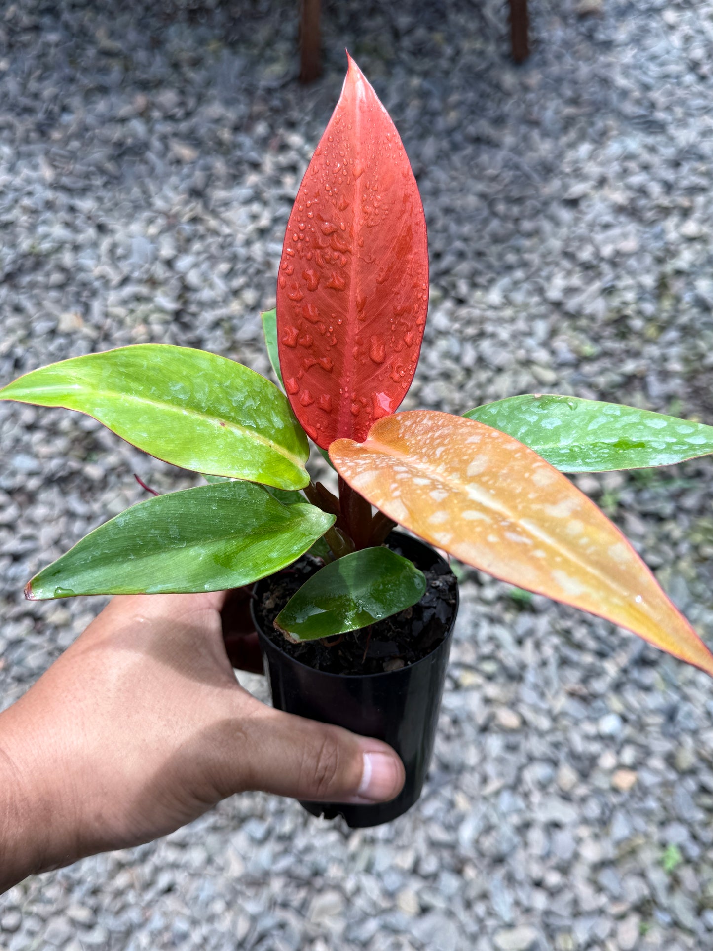 Philodendron Red Sun (75mm Pot)