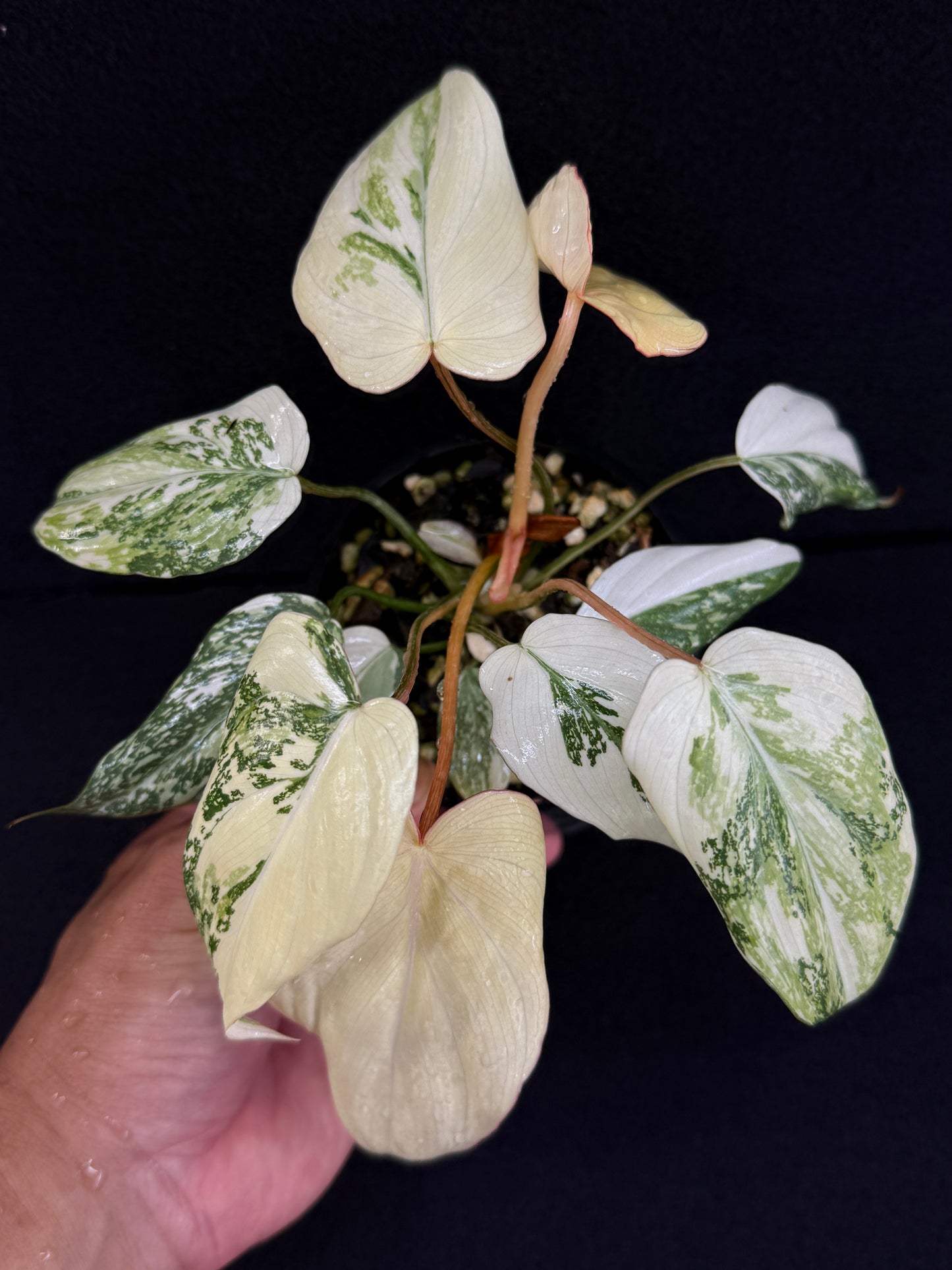 Philodendron Gloriosum Variegata C48