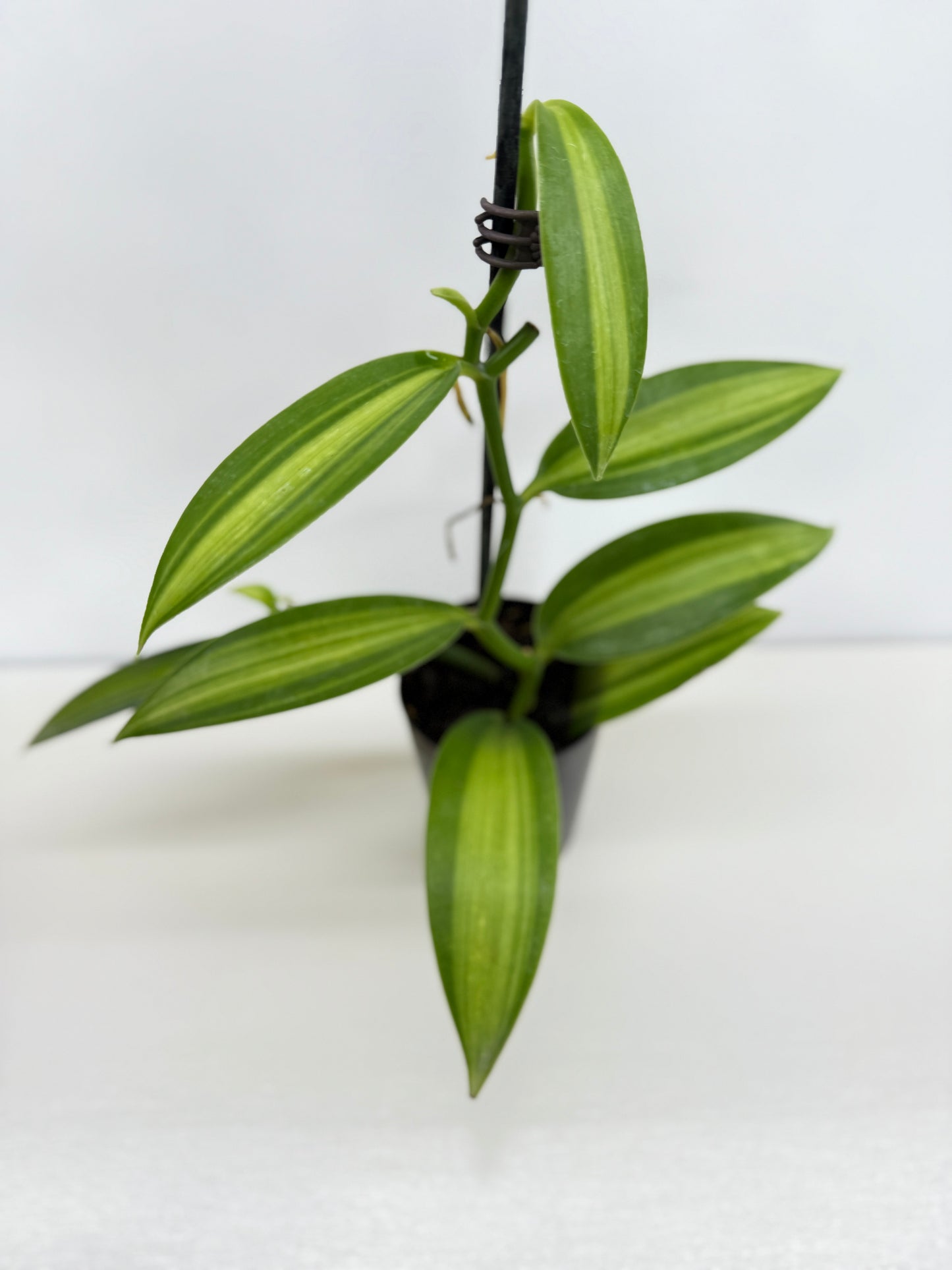 Vanilla planifolia variegata - Best Pick of the Crop!