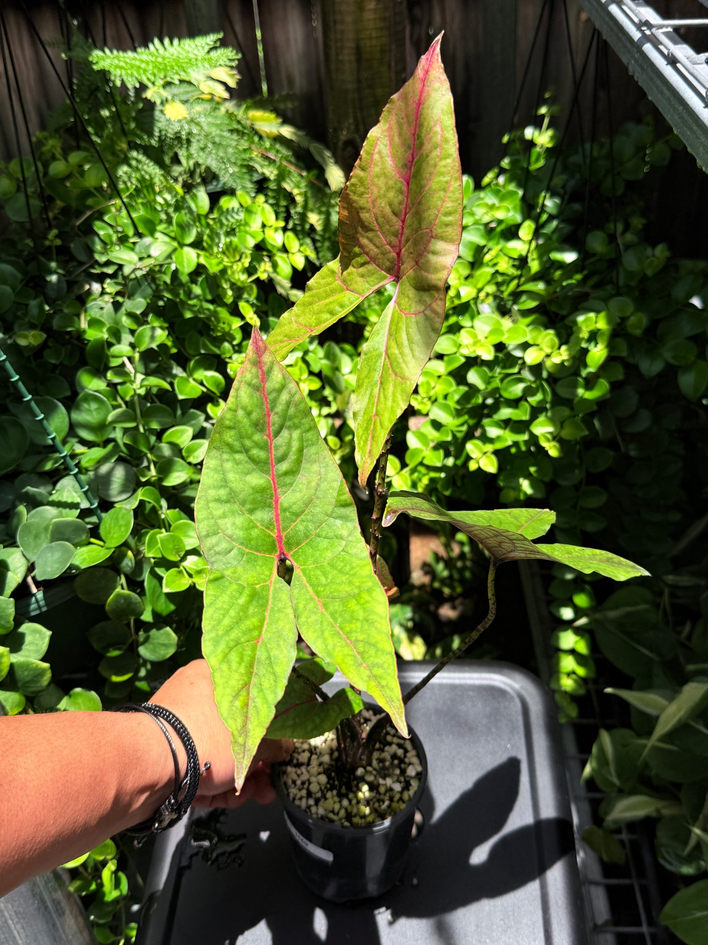 Cyrtosperma johnstonii 'Singha Mora' H49