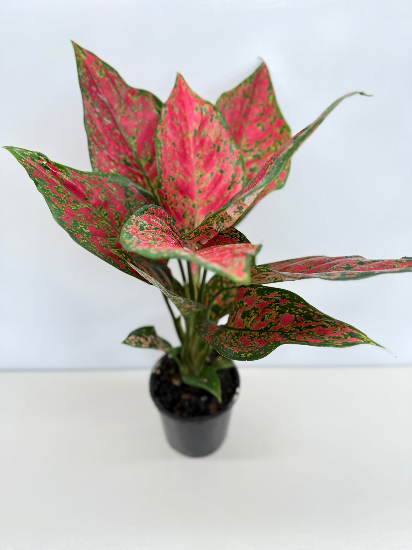 Aglaonema Anyamanee - Best Pick of the Crop!