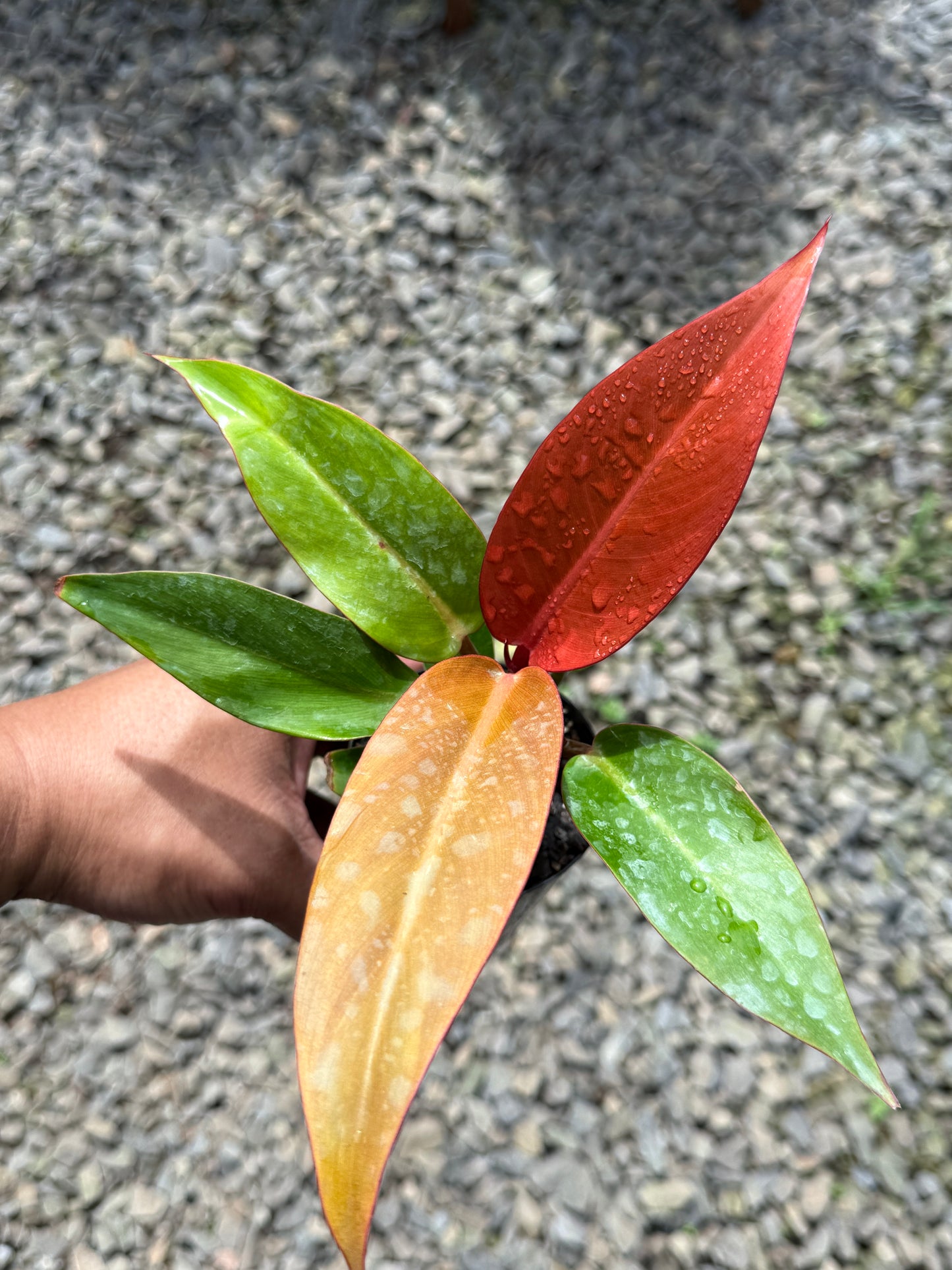 Philodendron Red Sun (75mm Pot)