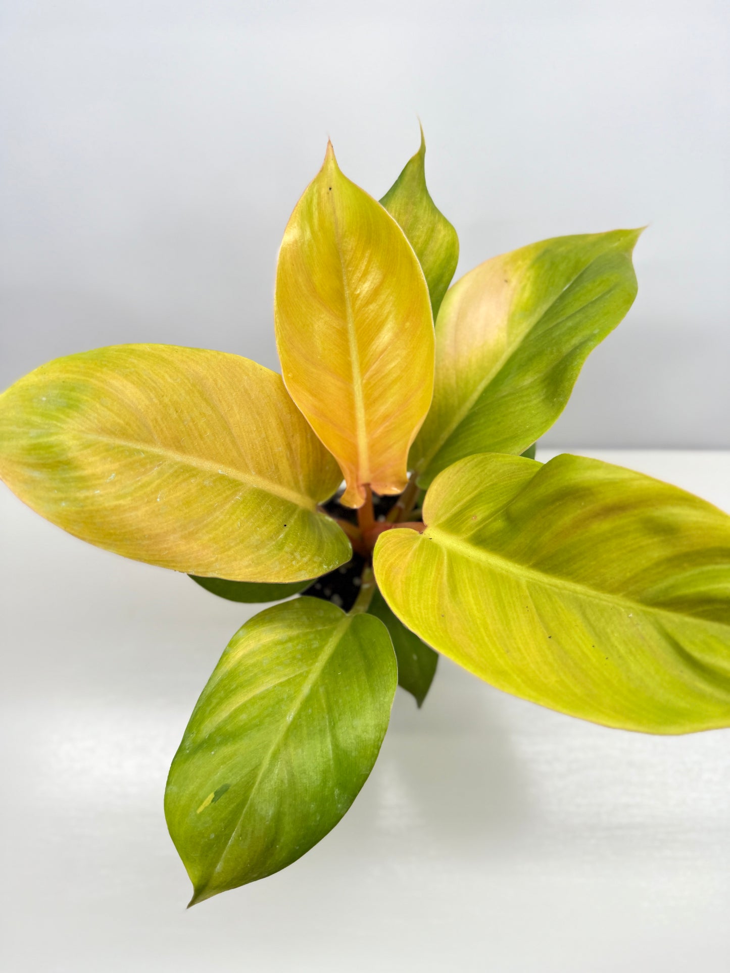 Philodendron Imperial Gold - Best Pick of the Crop!
