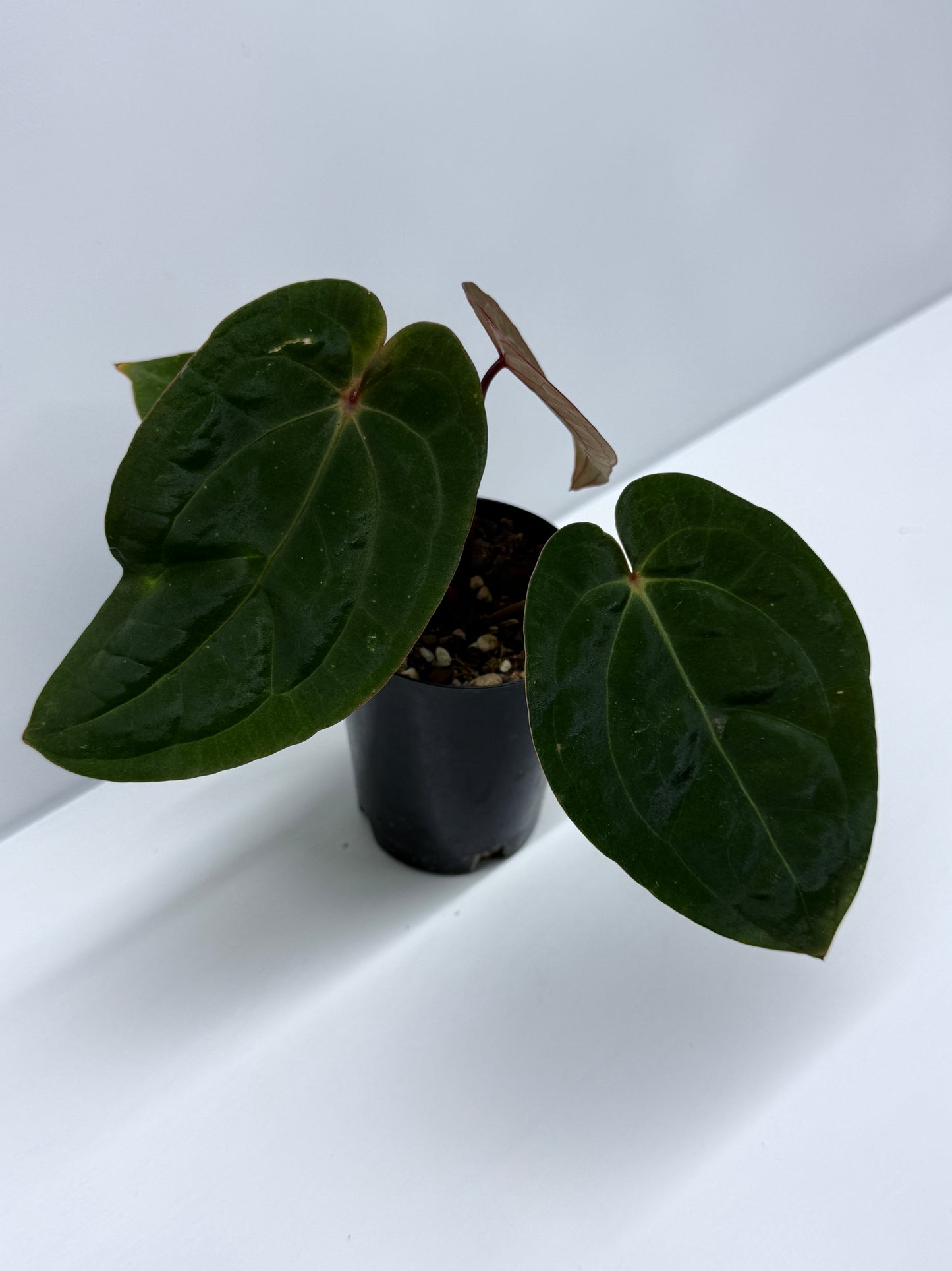 Anthurium hoffmannii Red Sinus aka Blood Moon P75