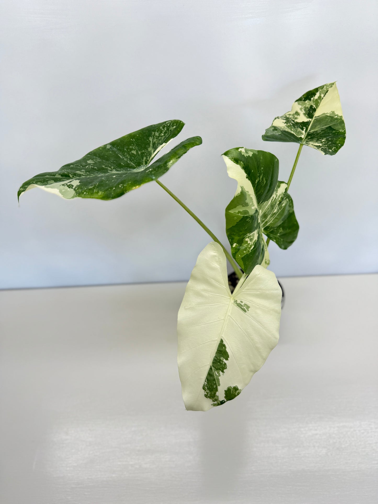Alocasia Macrorrhiza Variegata - Best Pick of the Crop!