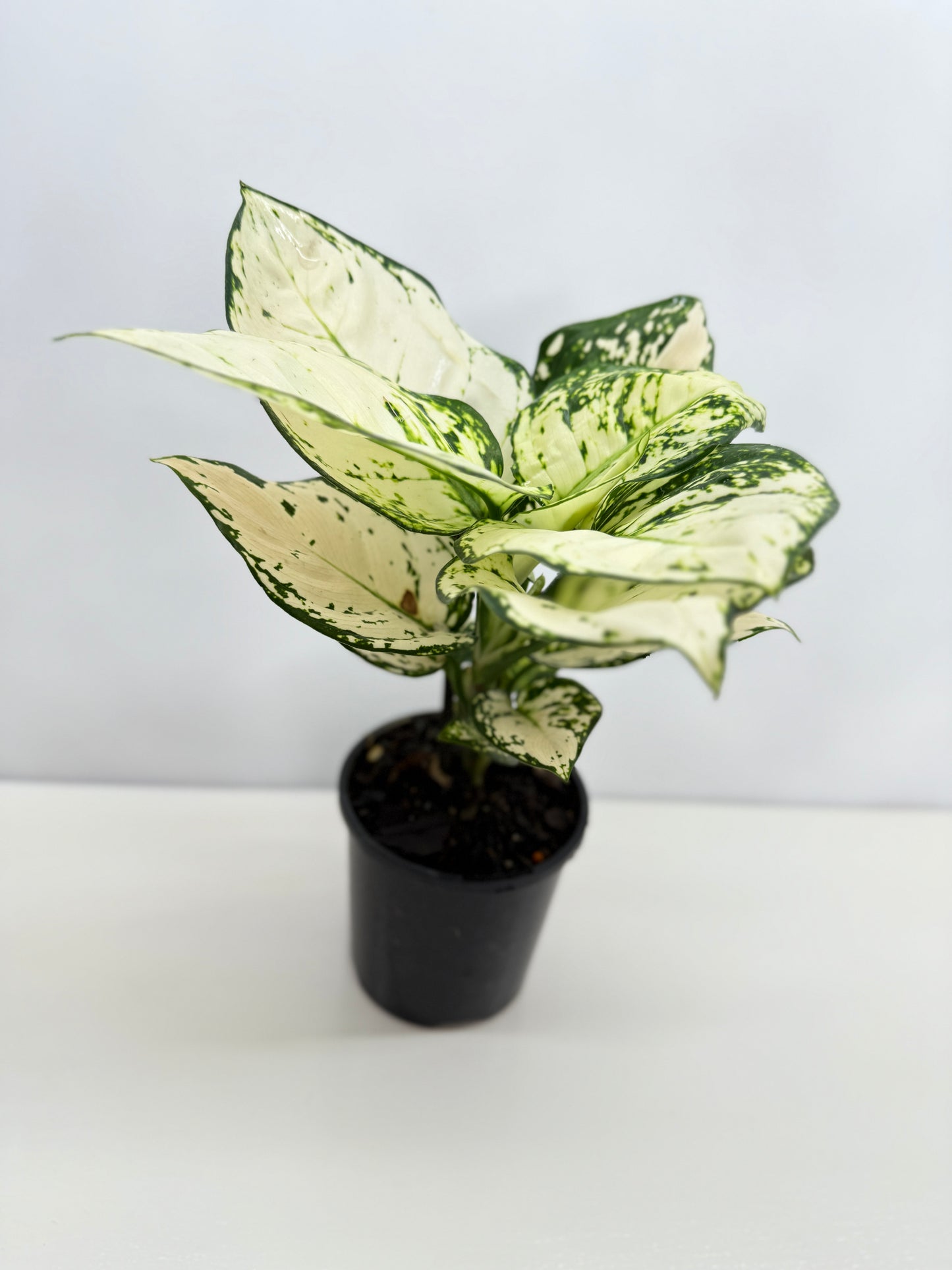 Aglaonema Super White - Best Pick of the Crop!
