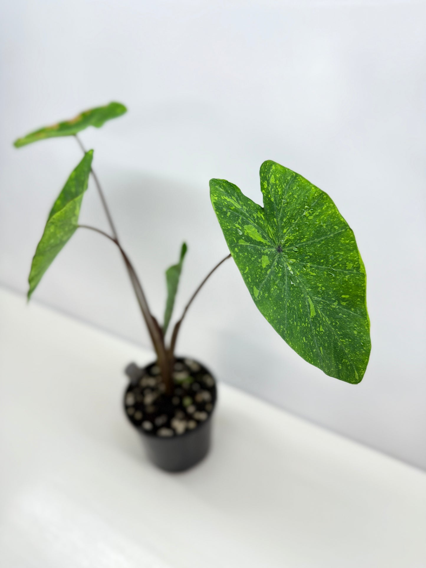 Colocasia Lemon Lime Gecko - Best Pick of the Crop!