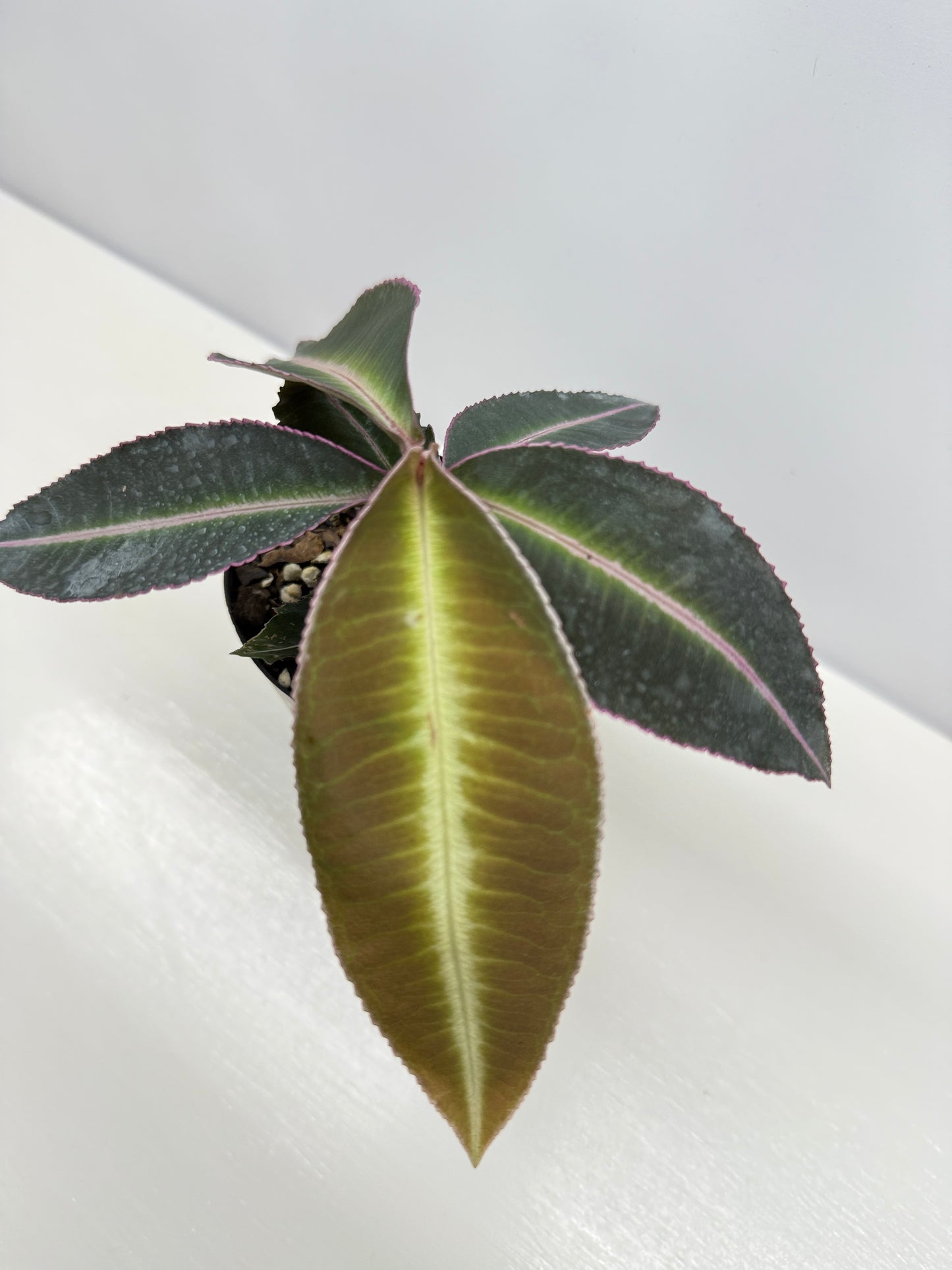 Labisia Pumila Pink Sumatra - Best Pick of the Crop!