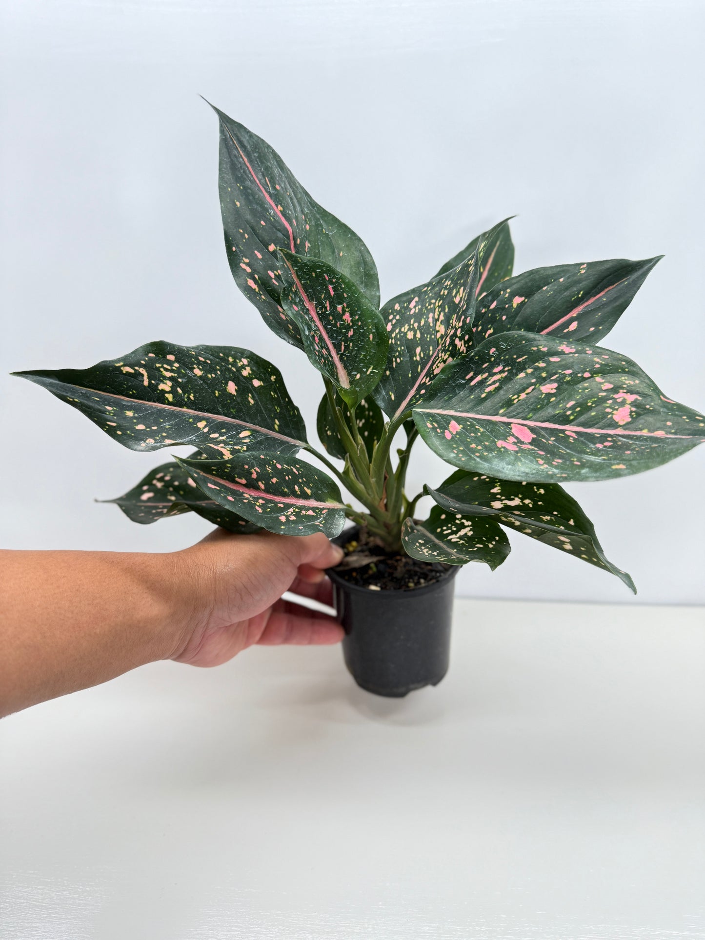 Aglaonema Pink Dalmatian - Best Pick of the Crop!