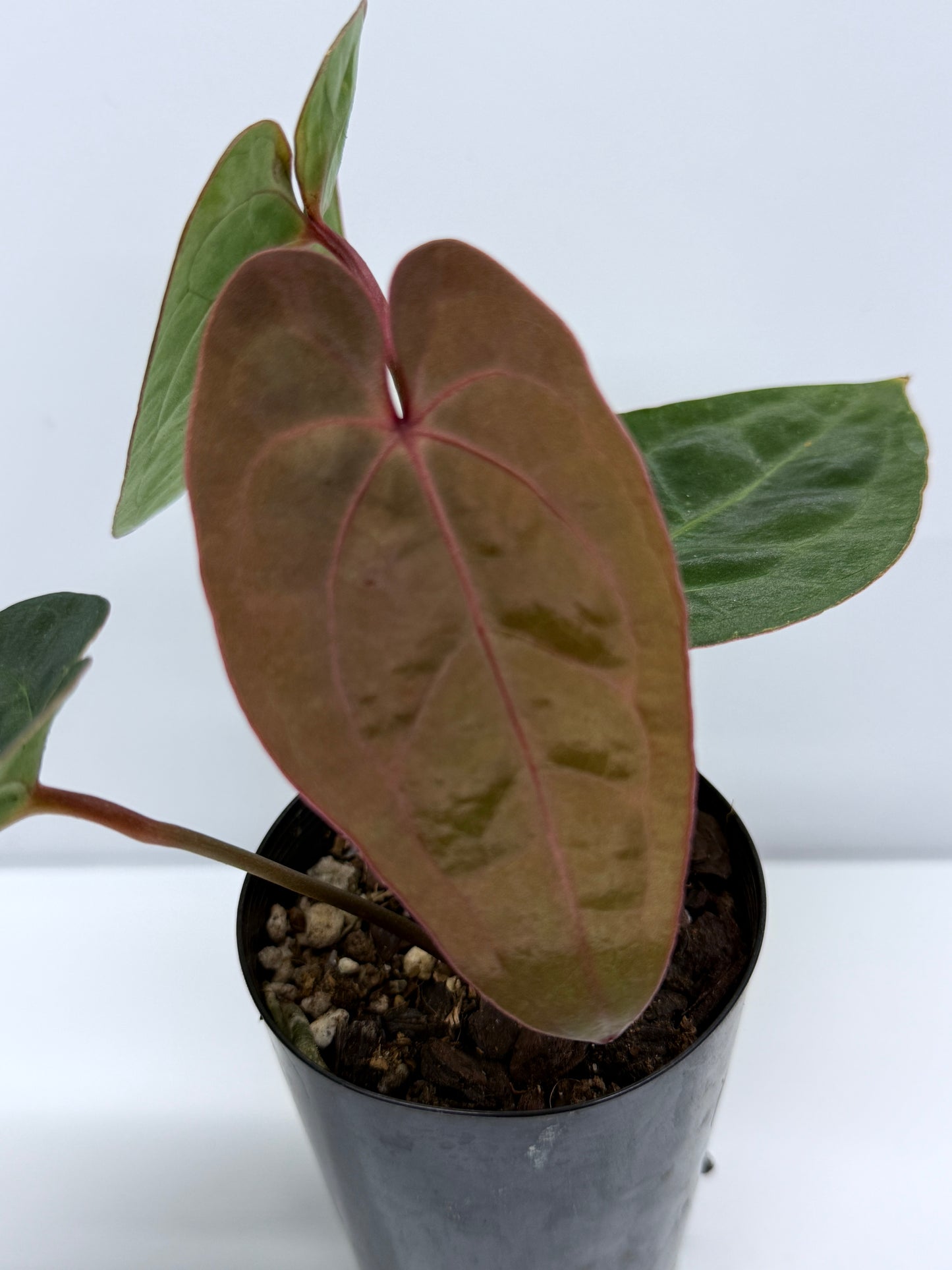 Anthurium hoffmannii Red Sinus aka Blood Moon P75