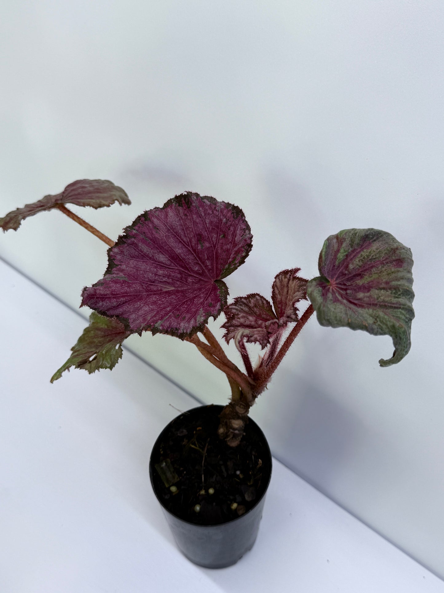 Begonia NOID P43
