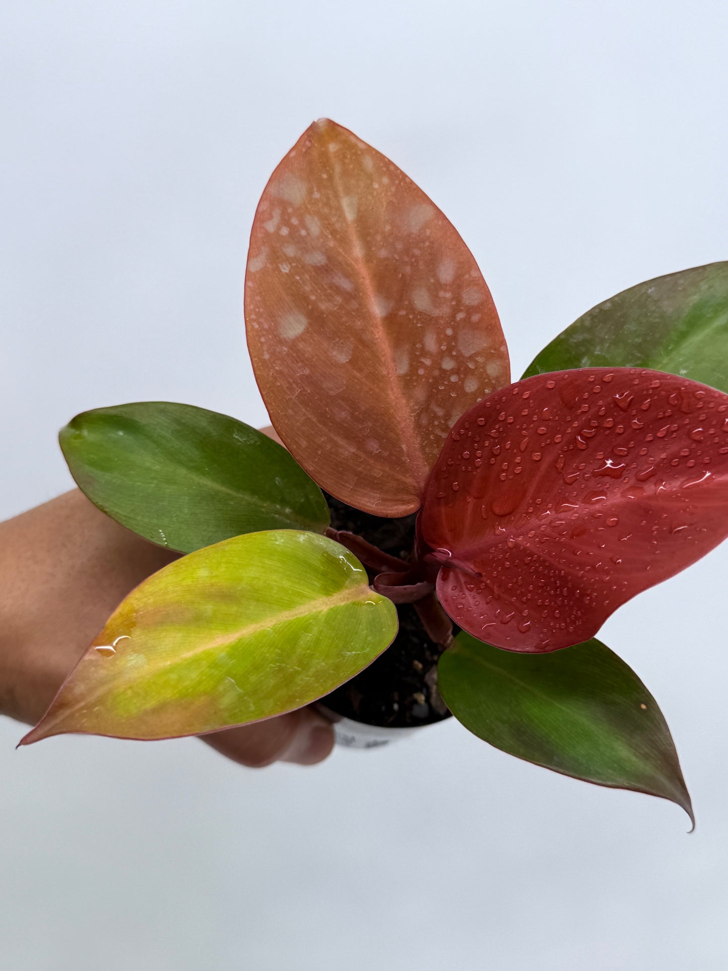 Philodendron Cherry Red (75mm Pot)